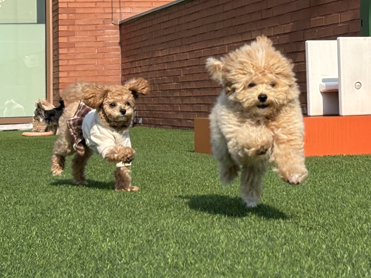 멍냥스테이 대표 이미지