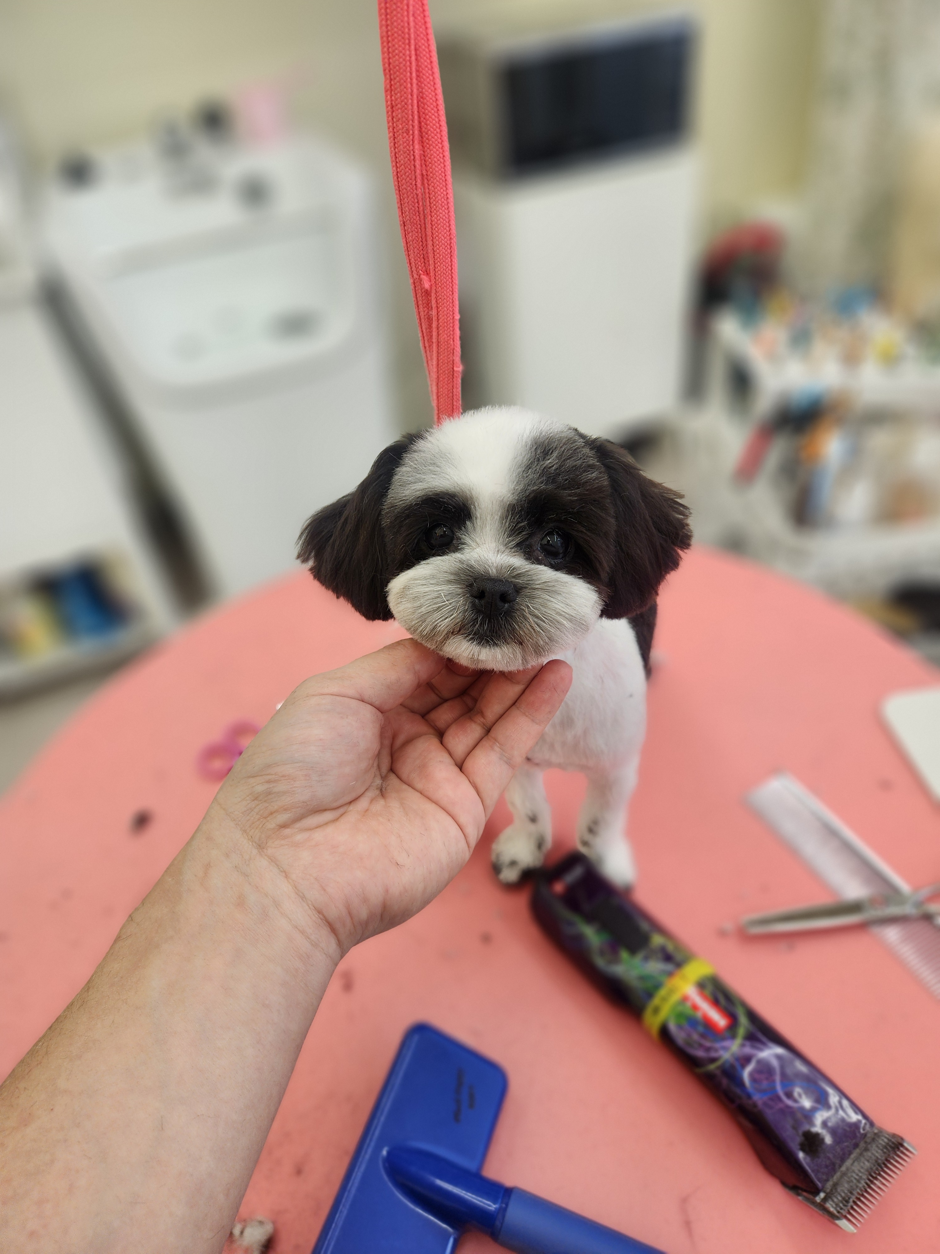 너에개 반하개 이미지