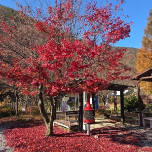 별하숲캠핑장