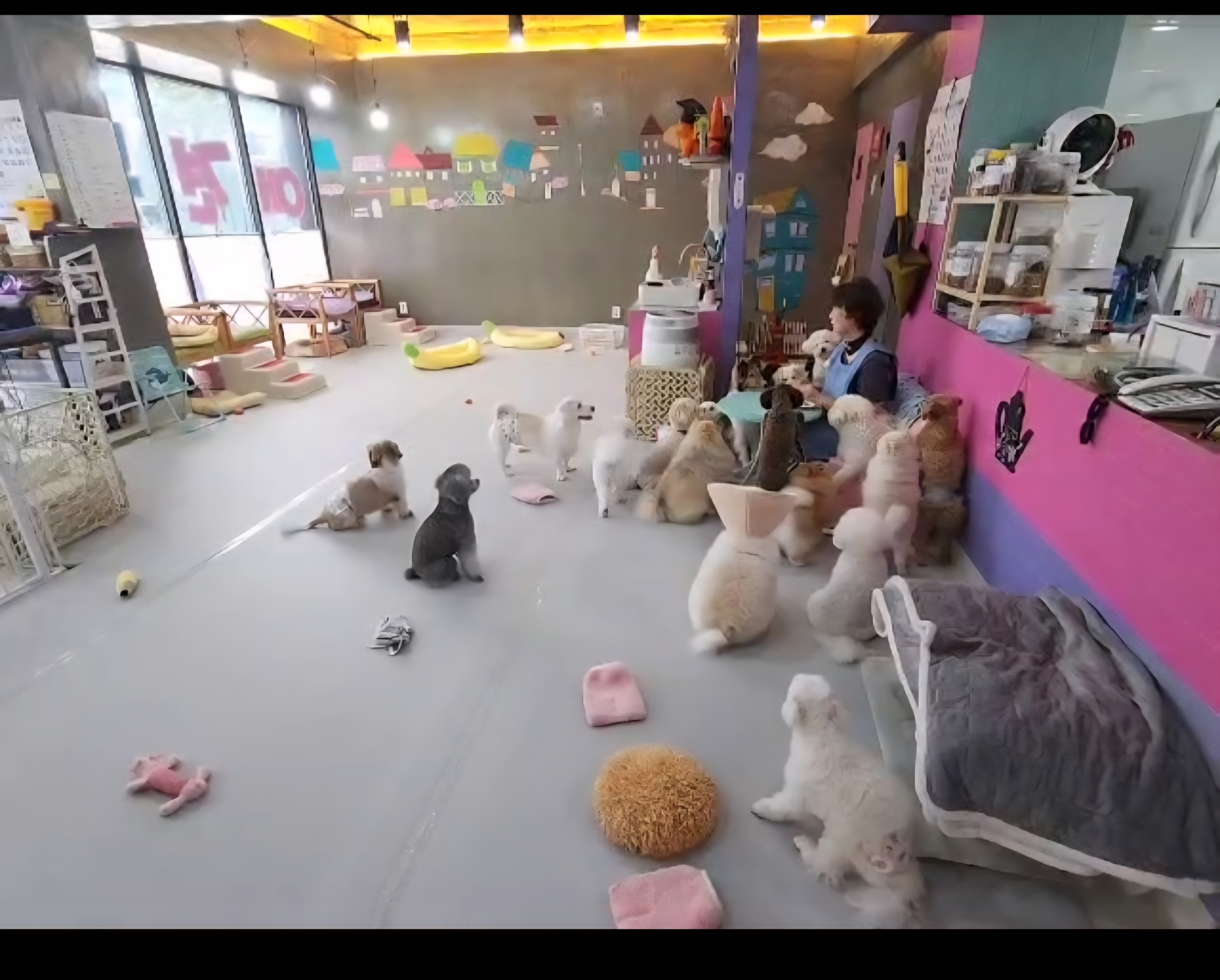 애견놀이방 134 애견유치원 반려동물 동반 애견카페