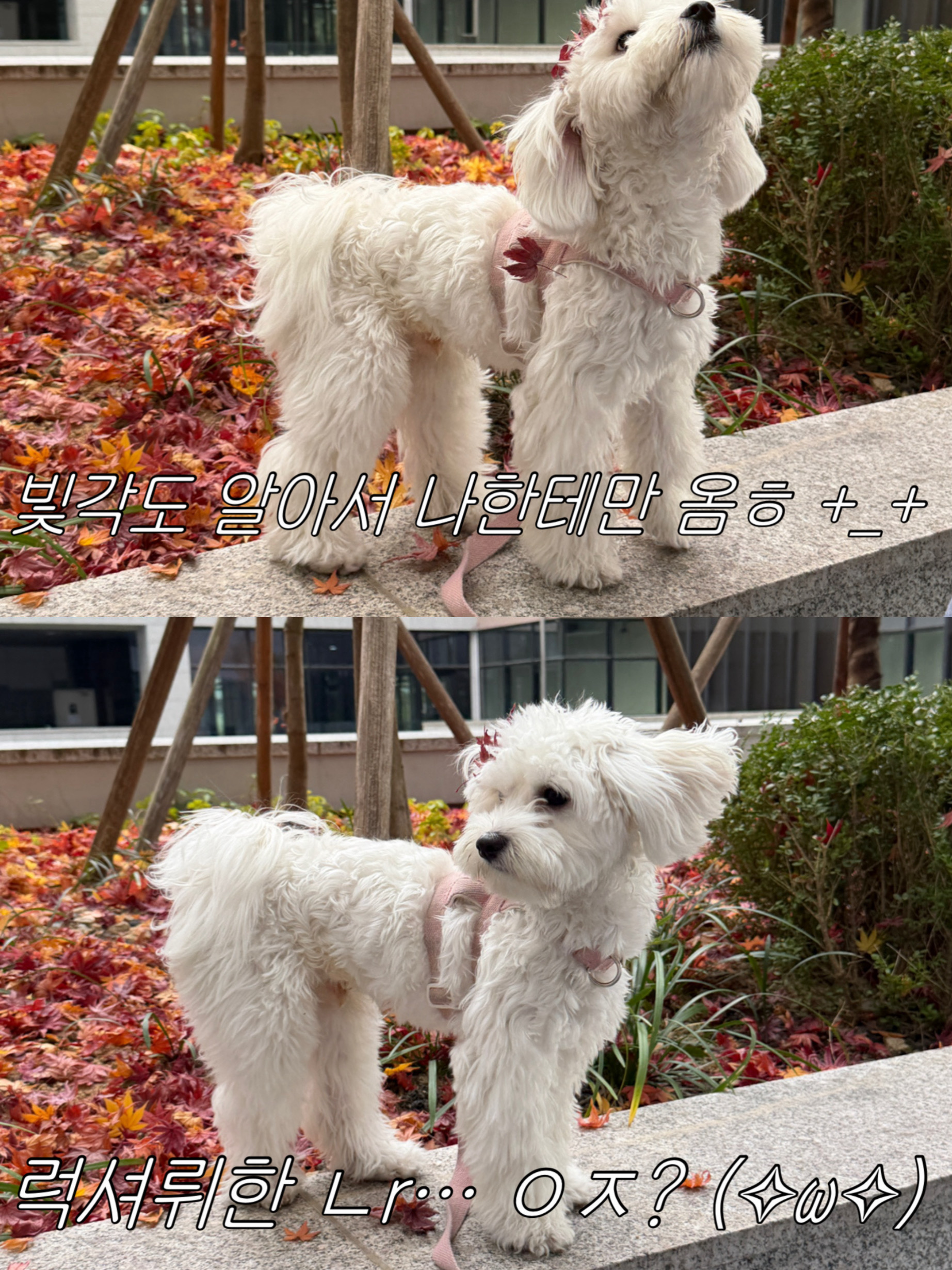 댕구르르 애견유치원 카페 호텔 3