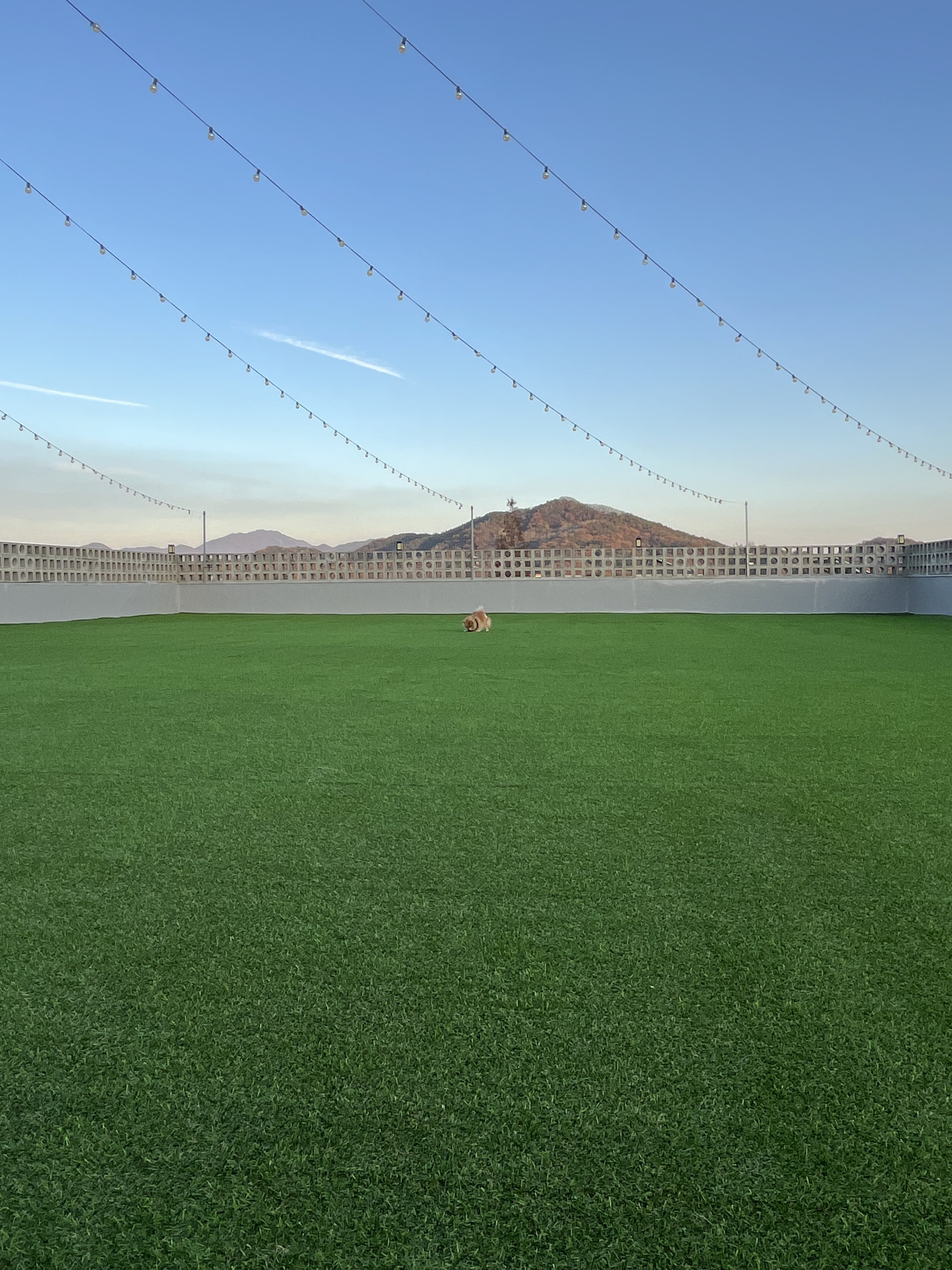 무해무독애견카페 대표 이미지