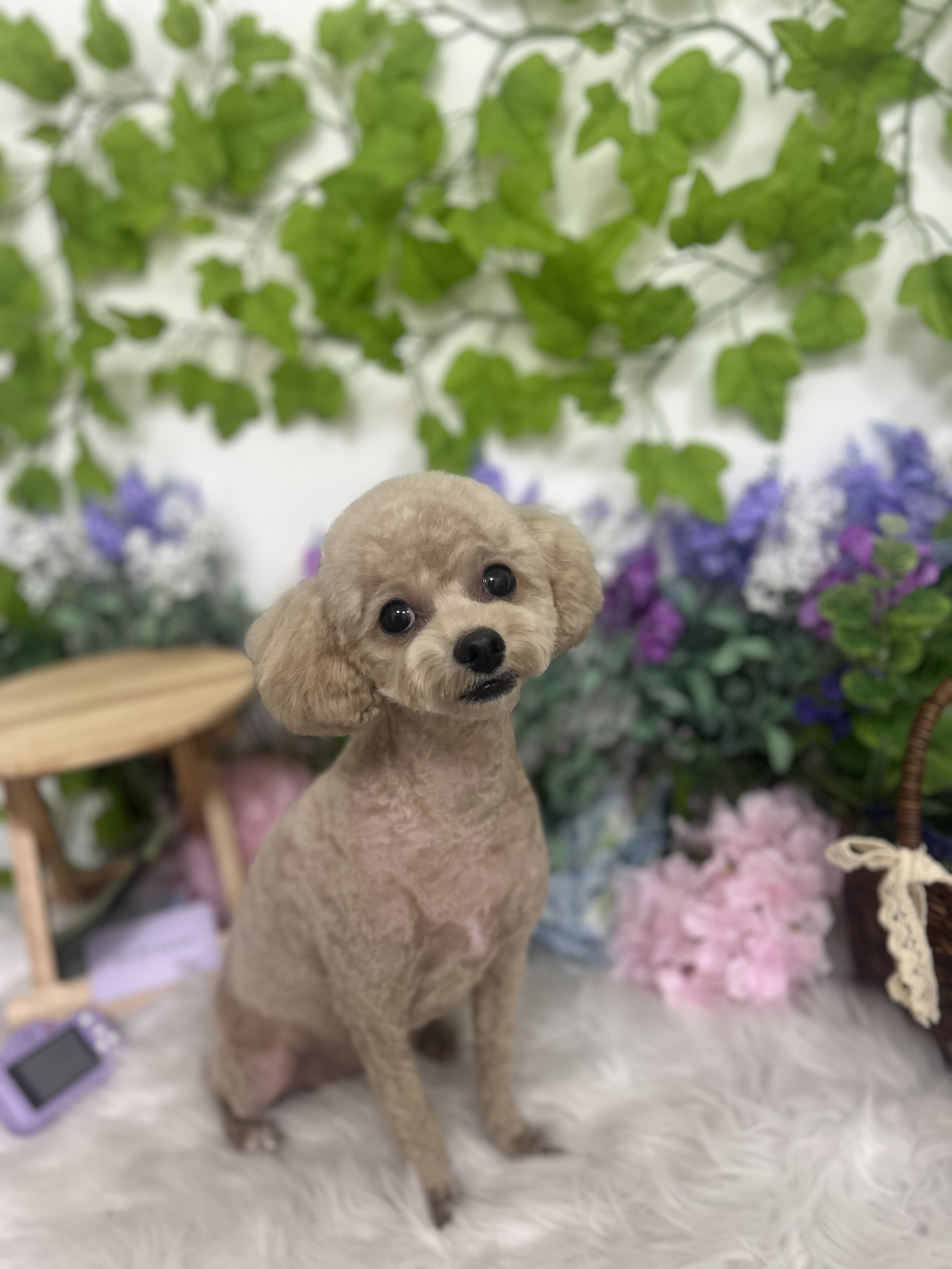 스파펫살롱 대표 이미지