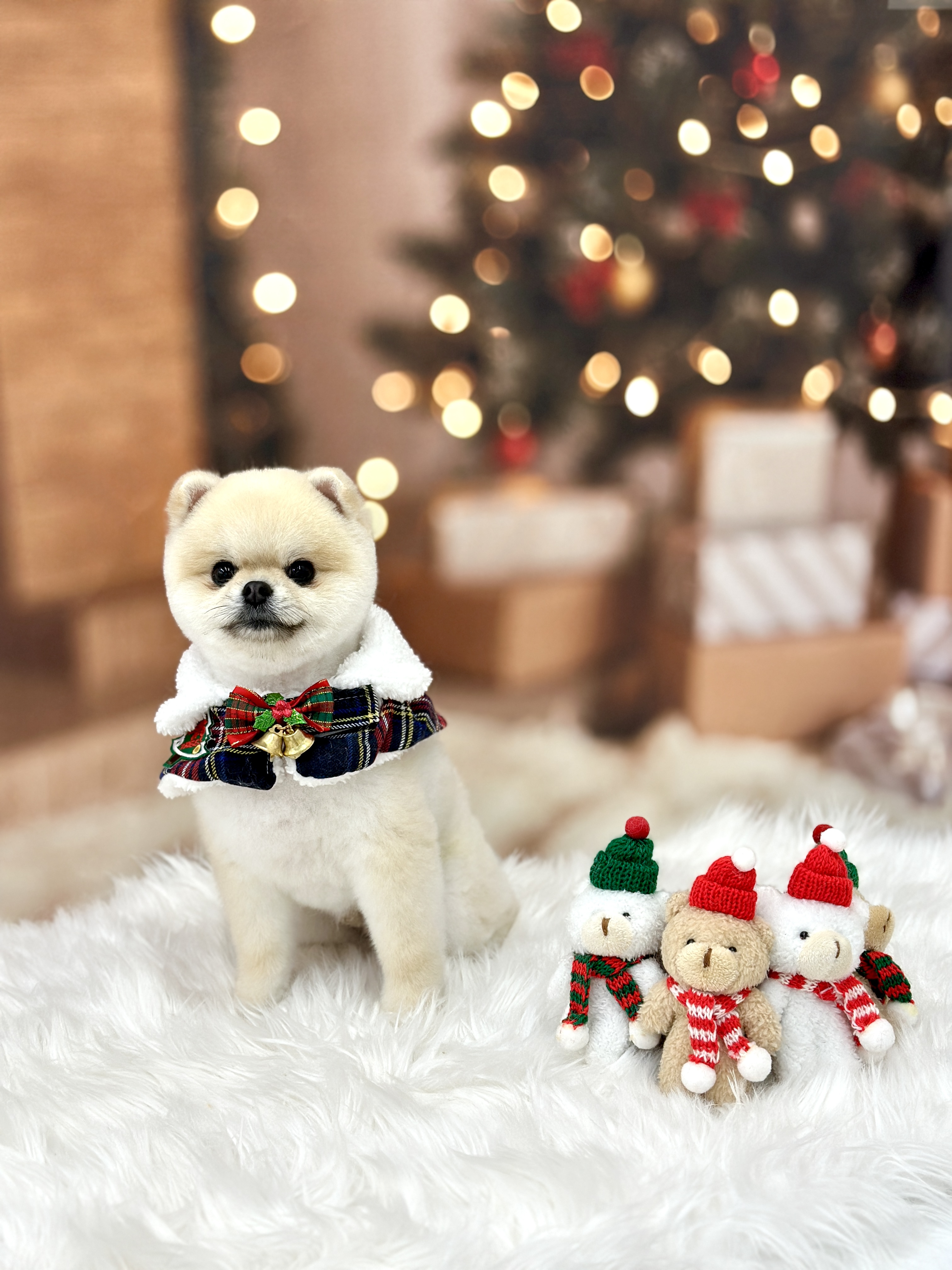 디어마이퍼피 대표 이미지