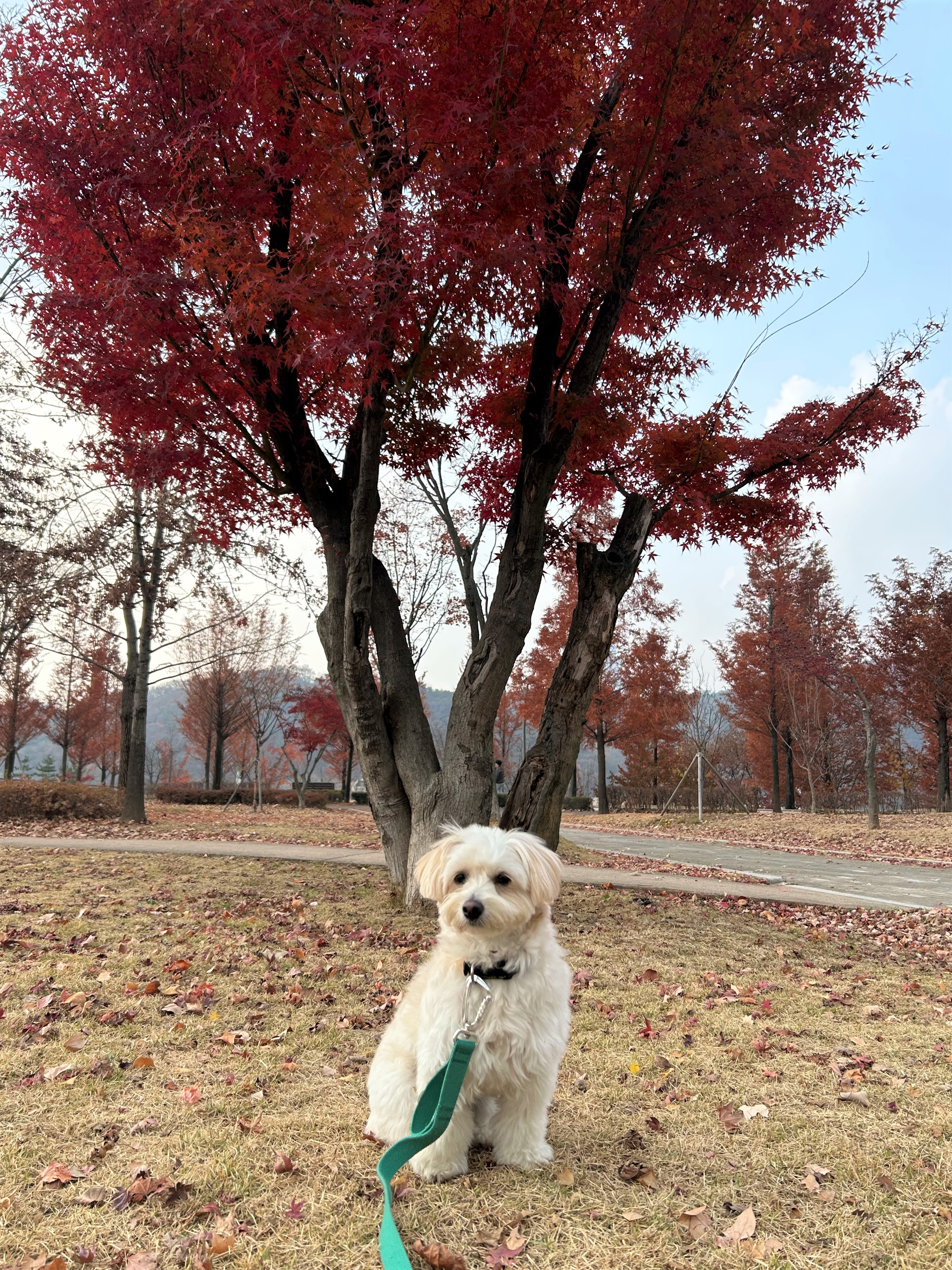 이리온 동탄 애견유치원 애견호텔 대표 이미지