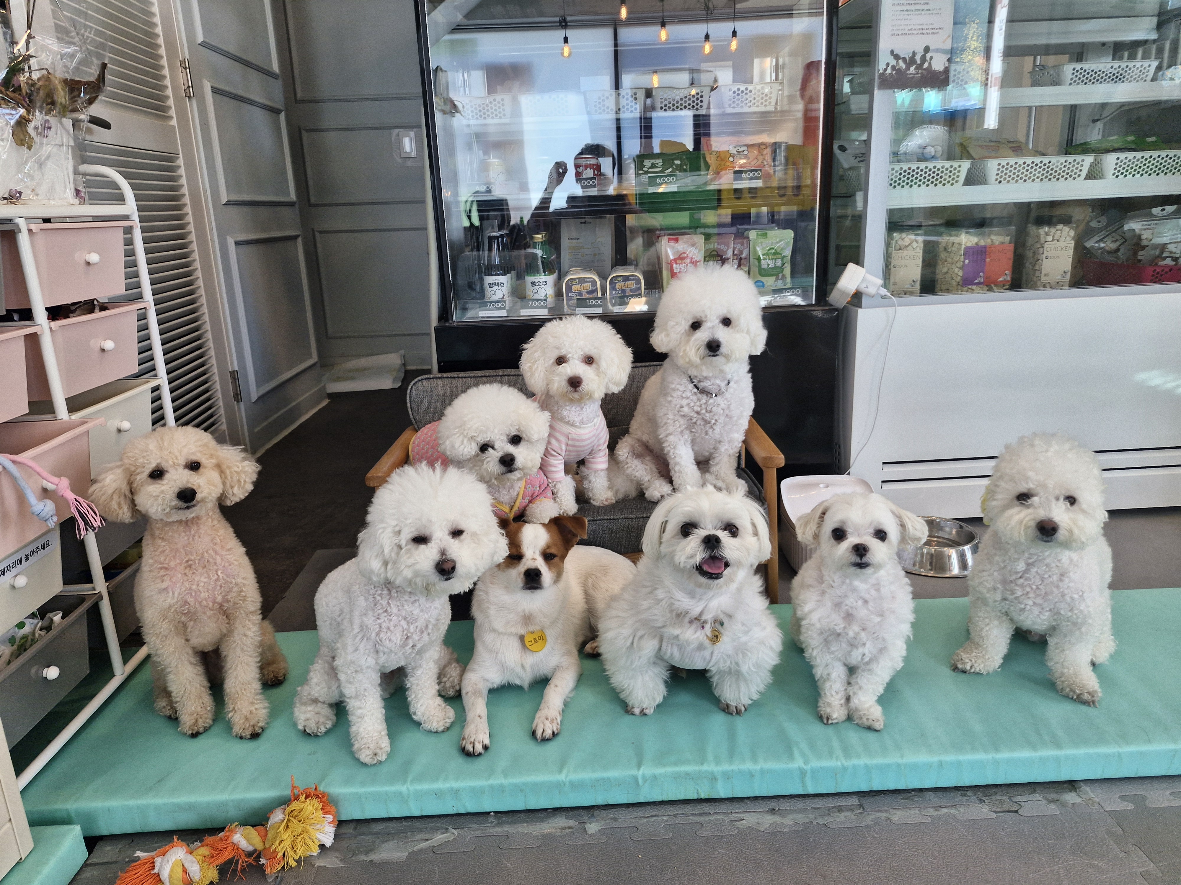 로젯펫트레이닝센터 대표 이미지