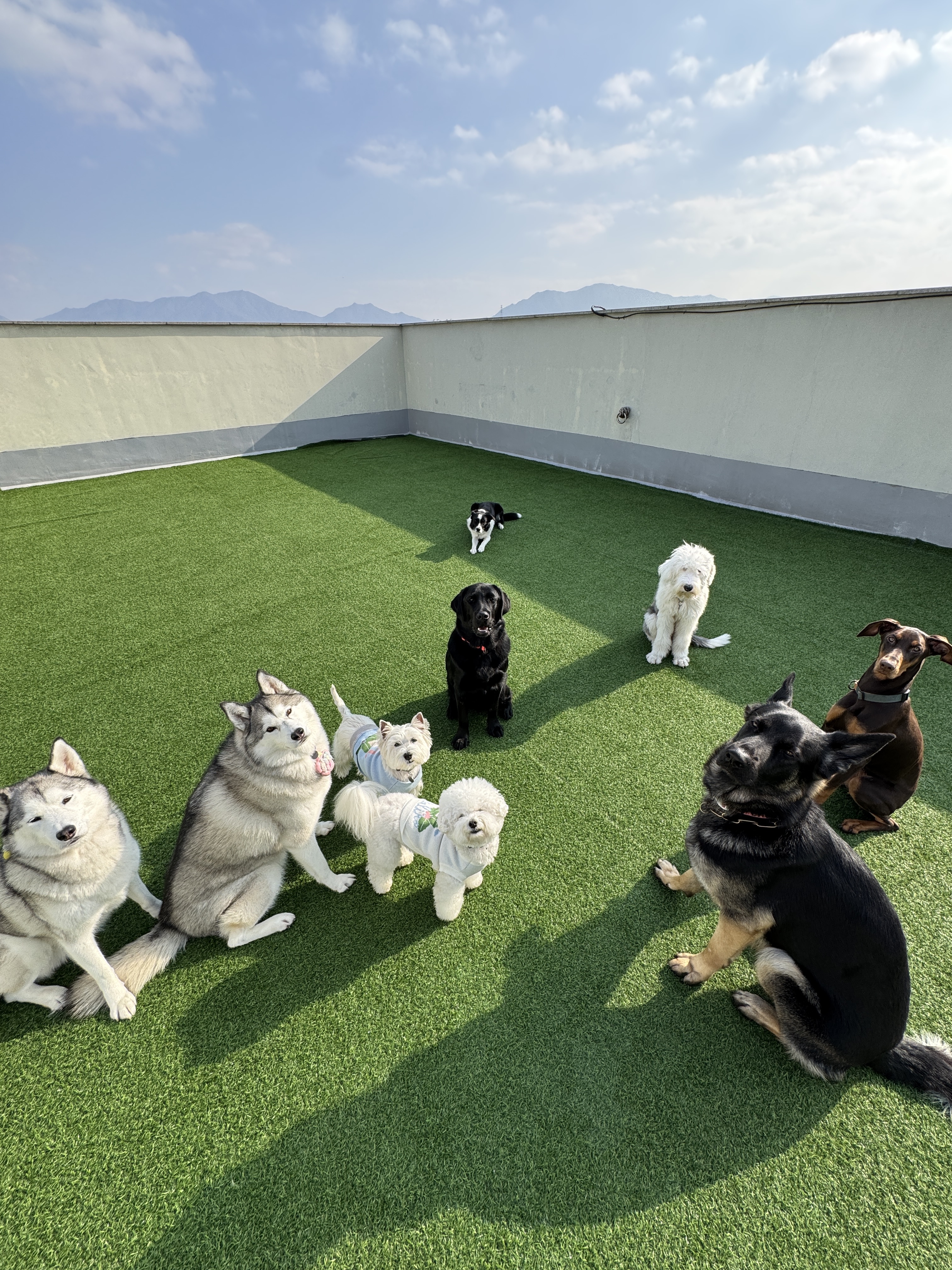 대견하개 대표 이미지