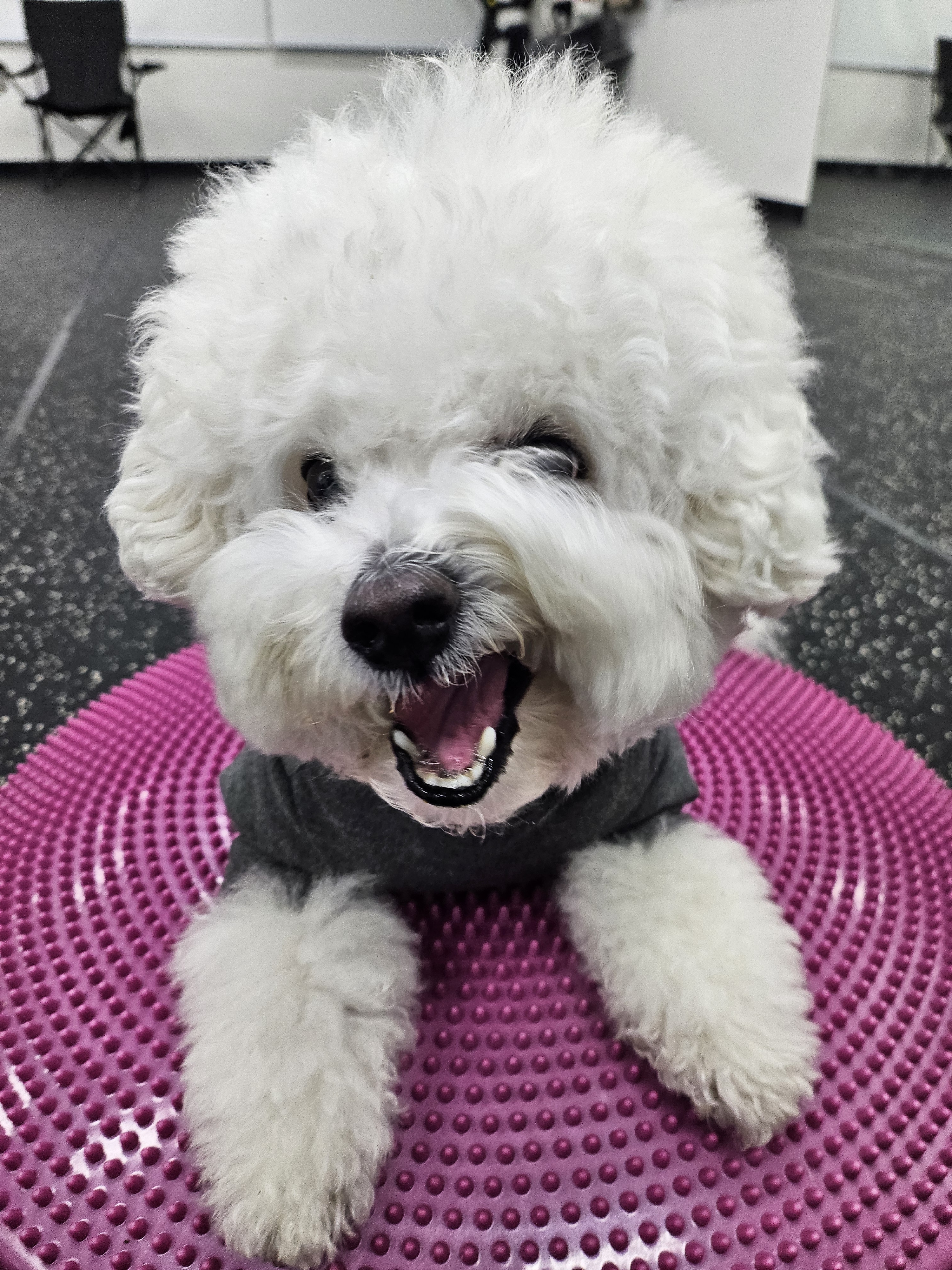 대견하개 대표 이미지