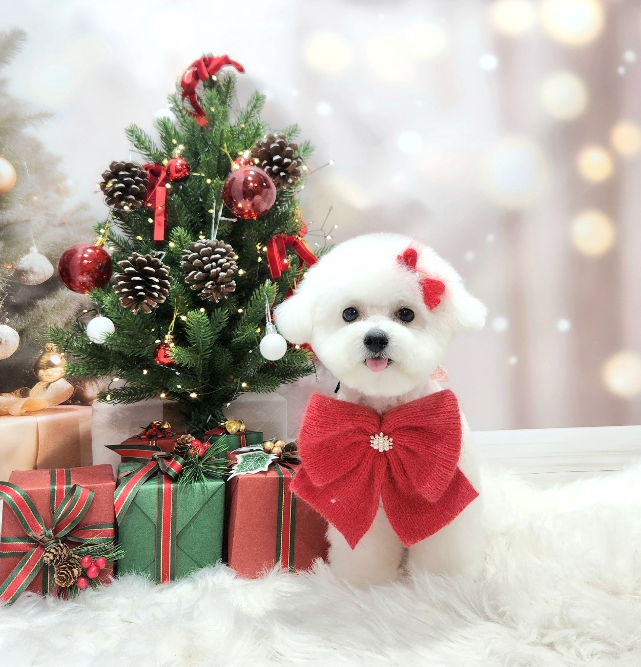 오렌지펫 대표 이미지