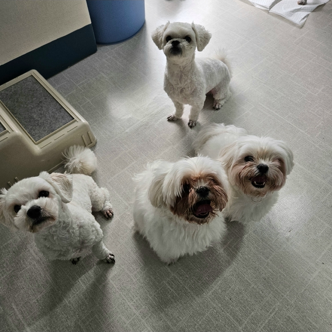 편안하개 애견호텔 대표 이미지