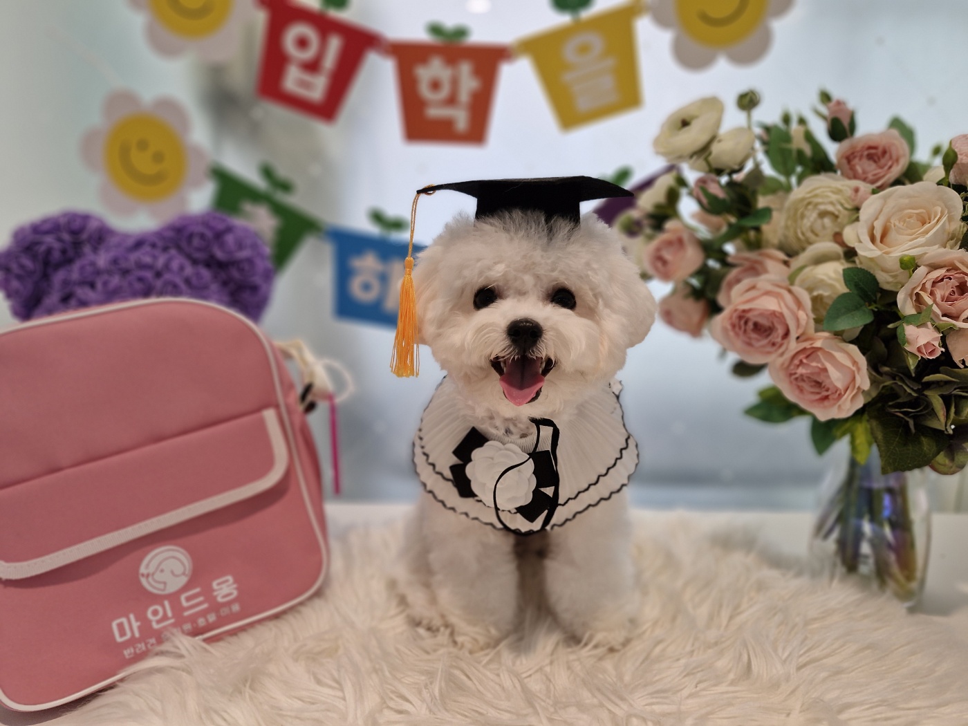 마인드몽 애견유치원 대표 이미지