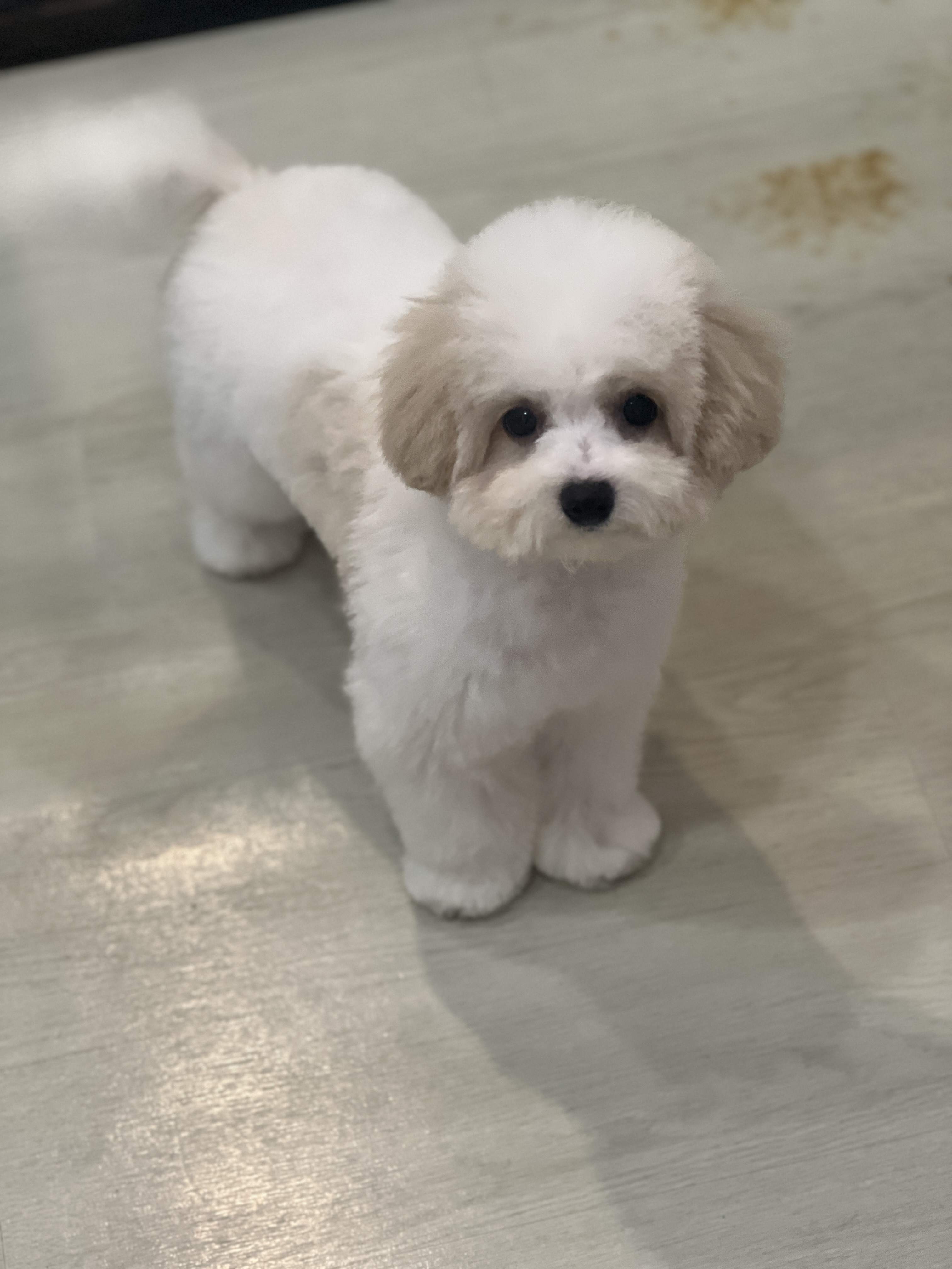아지케어 대표 이미지