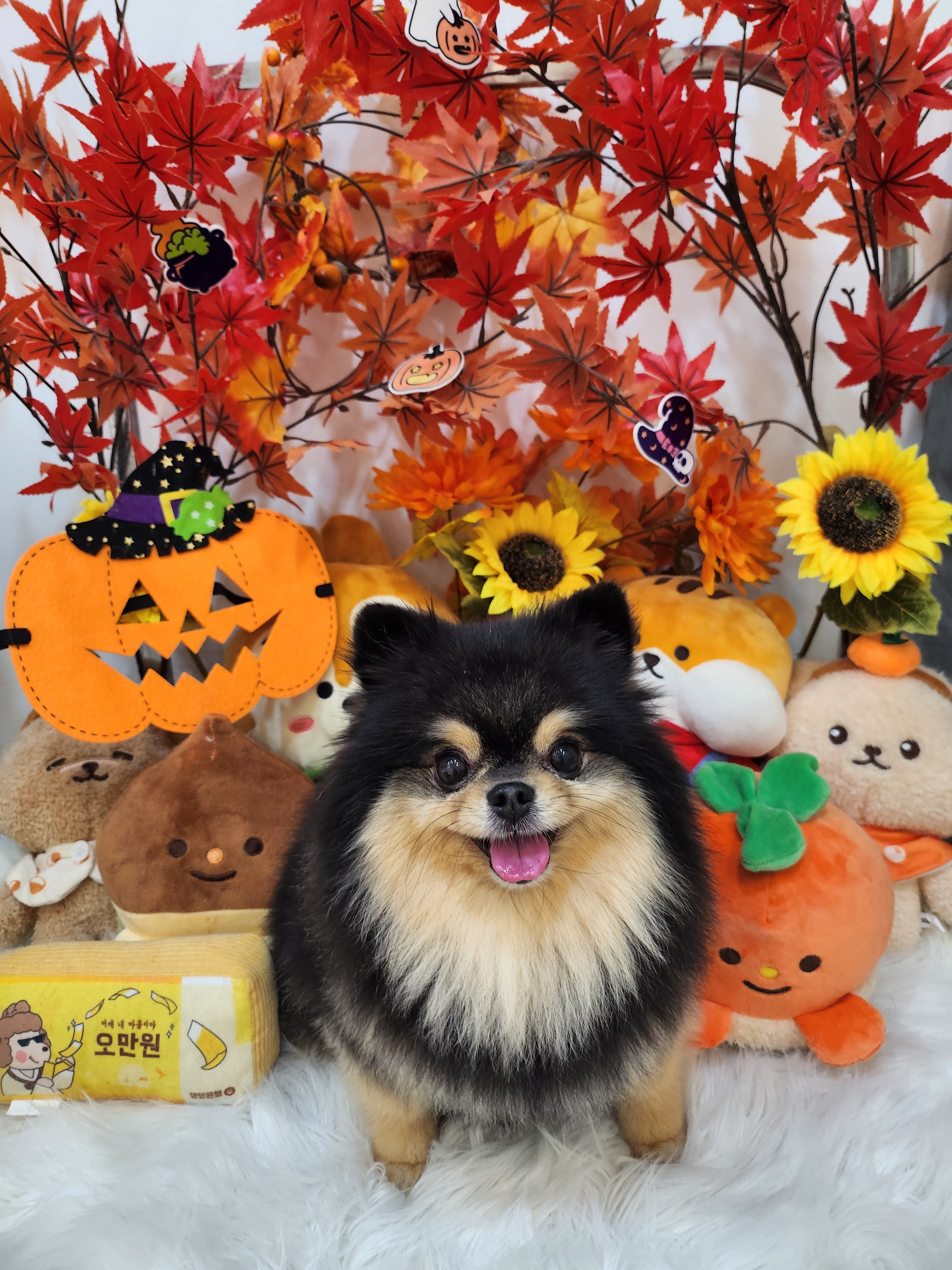 댕댕묭실 대표 이미지