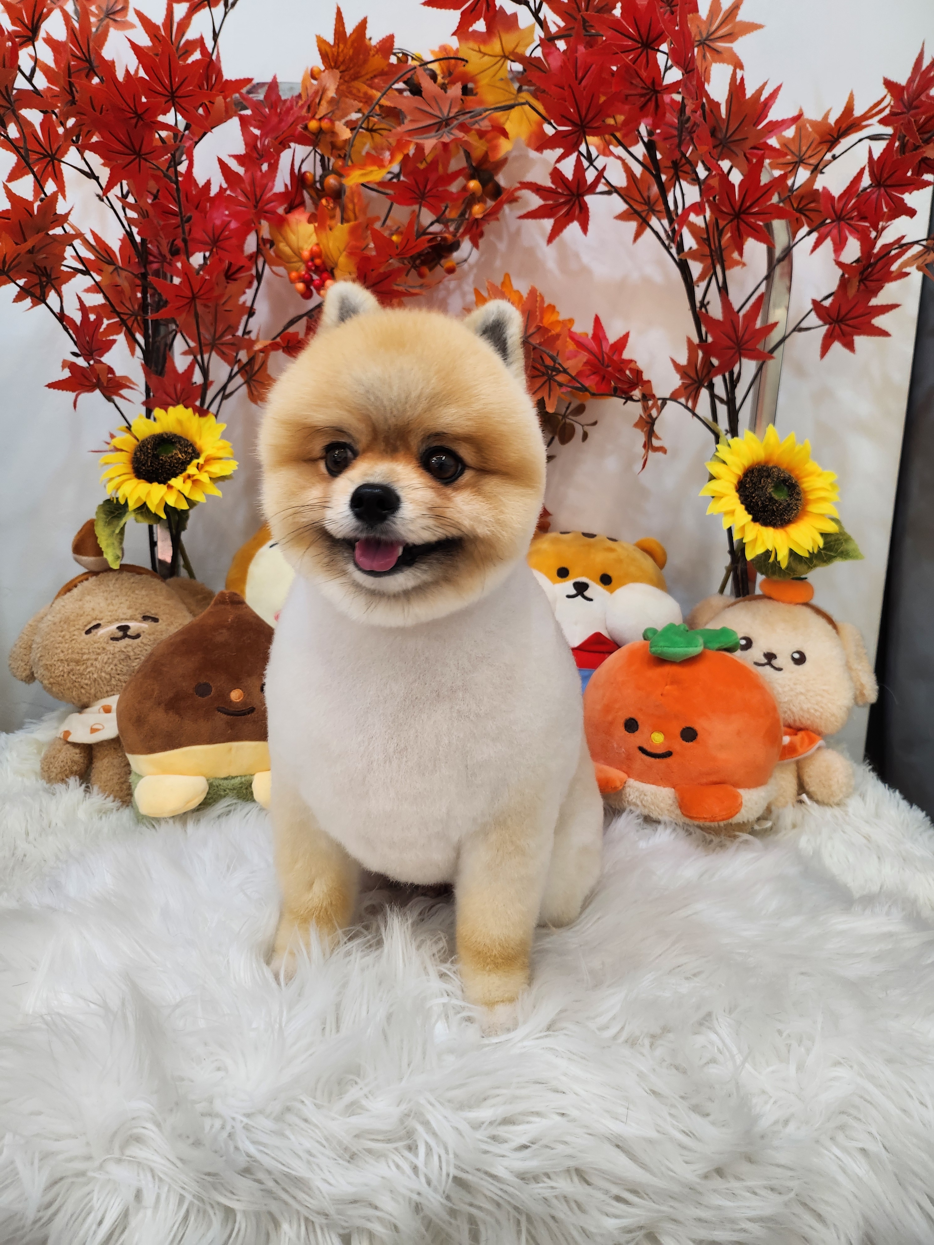 댕댕묭실 대표 이미지