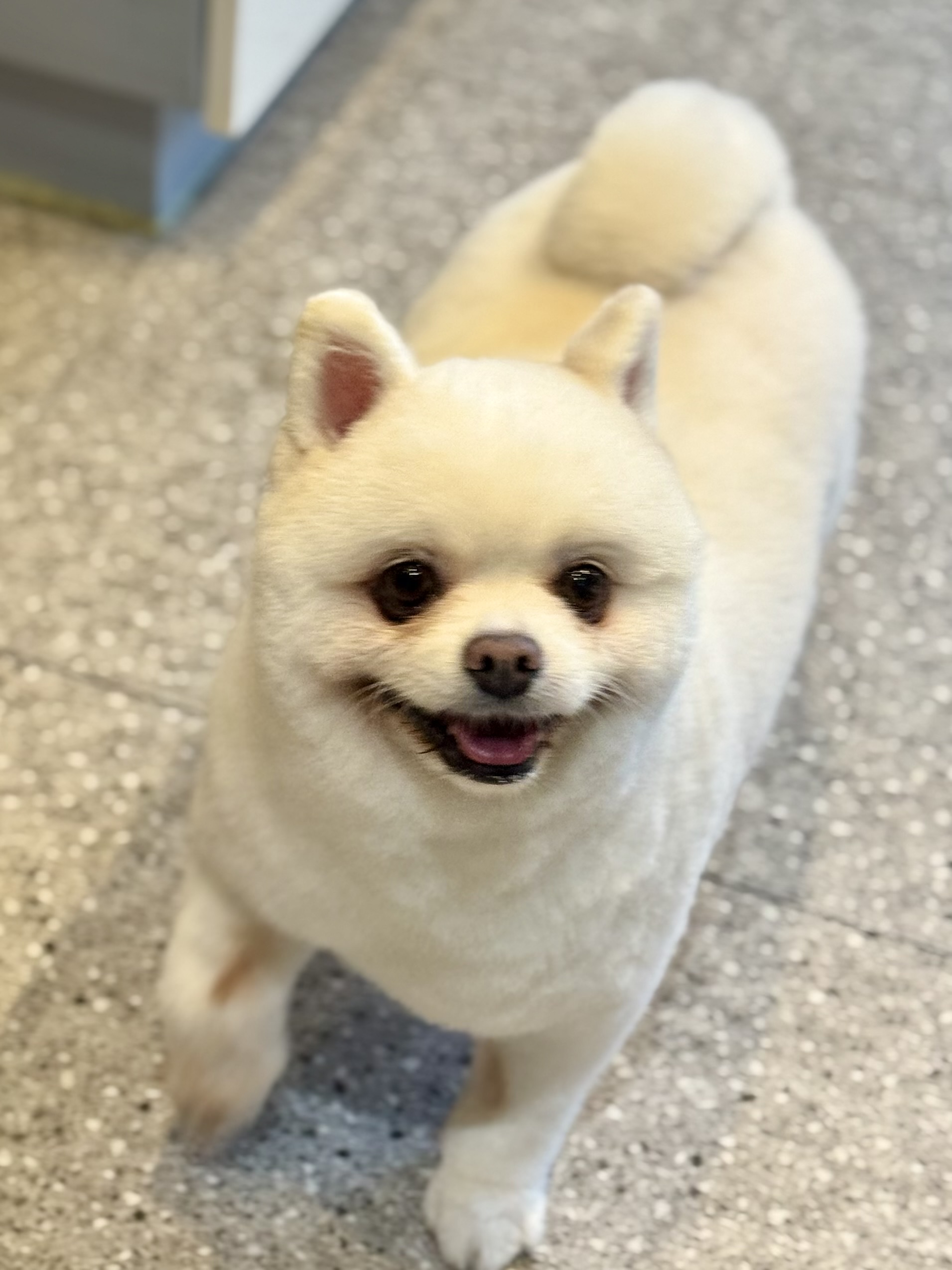 내안에너있DOG 대표 이미지