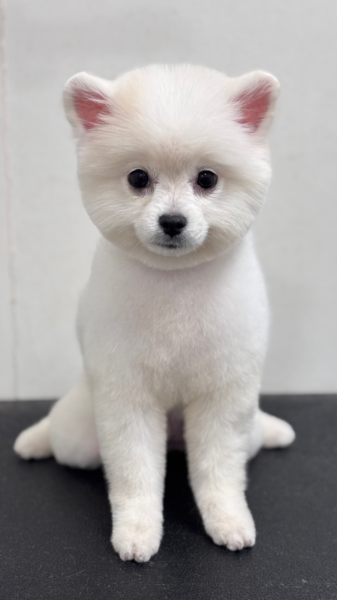 뽀도독 4