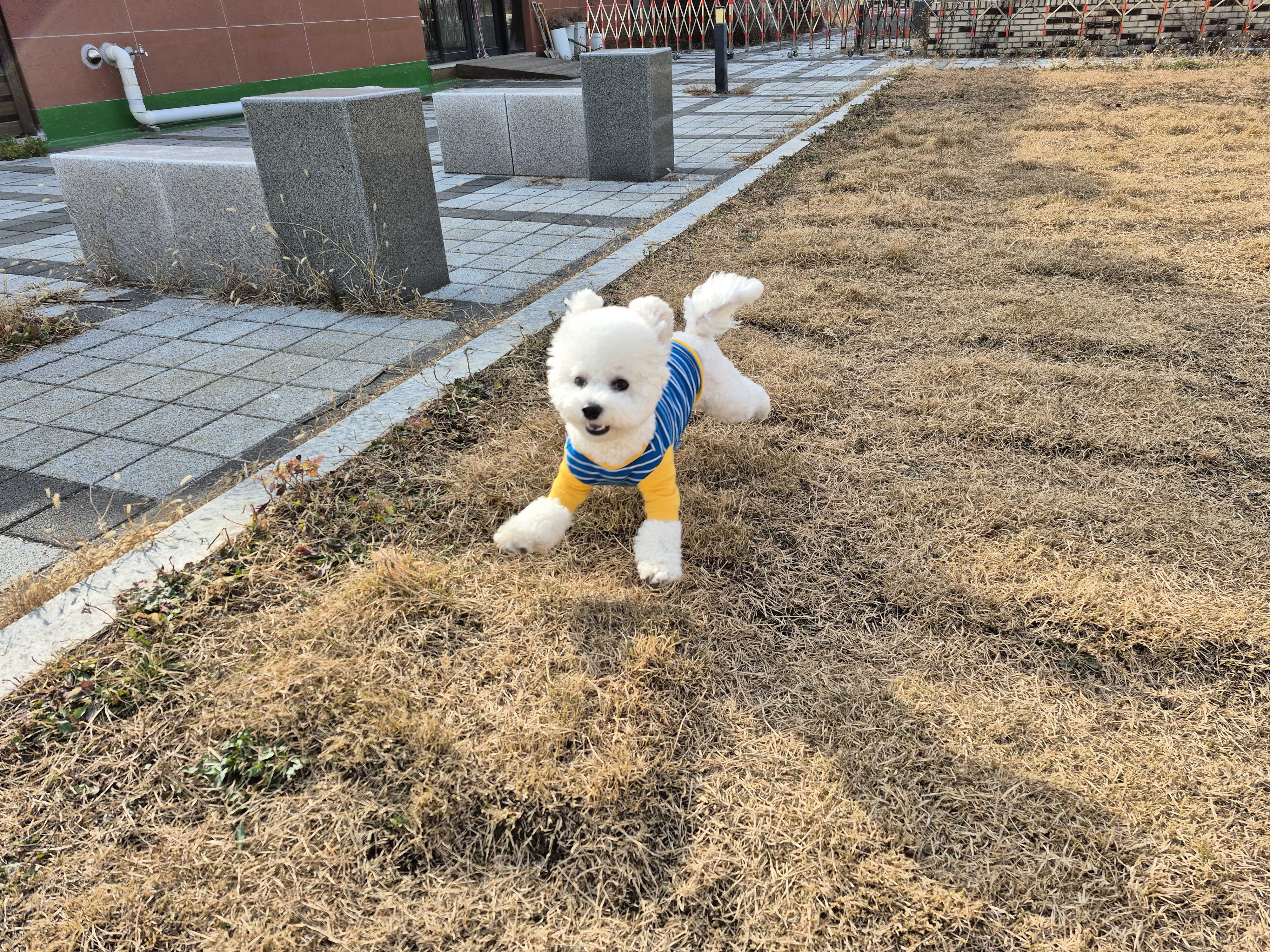 해피독 트레이닝 스쿨 대표 이미지
