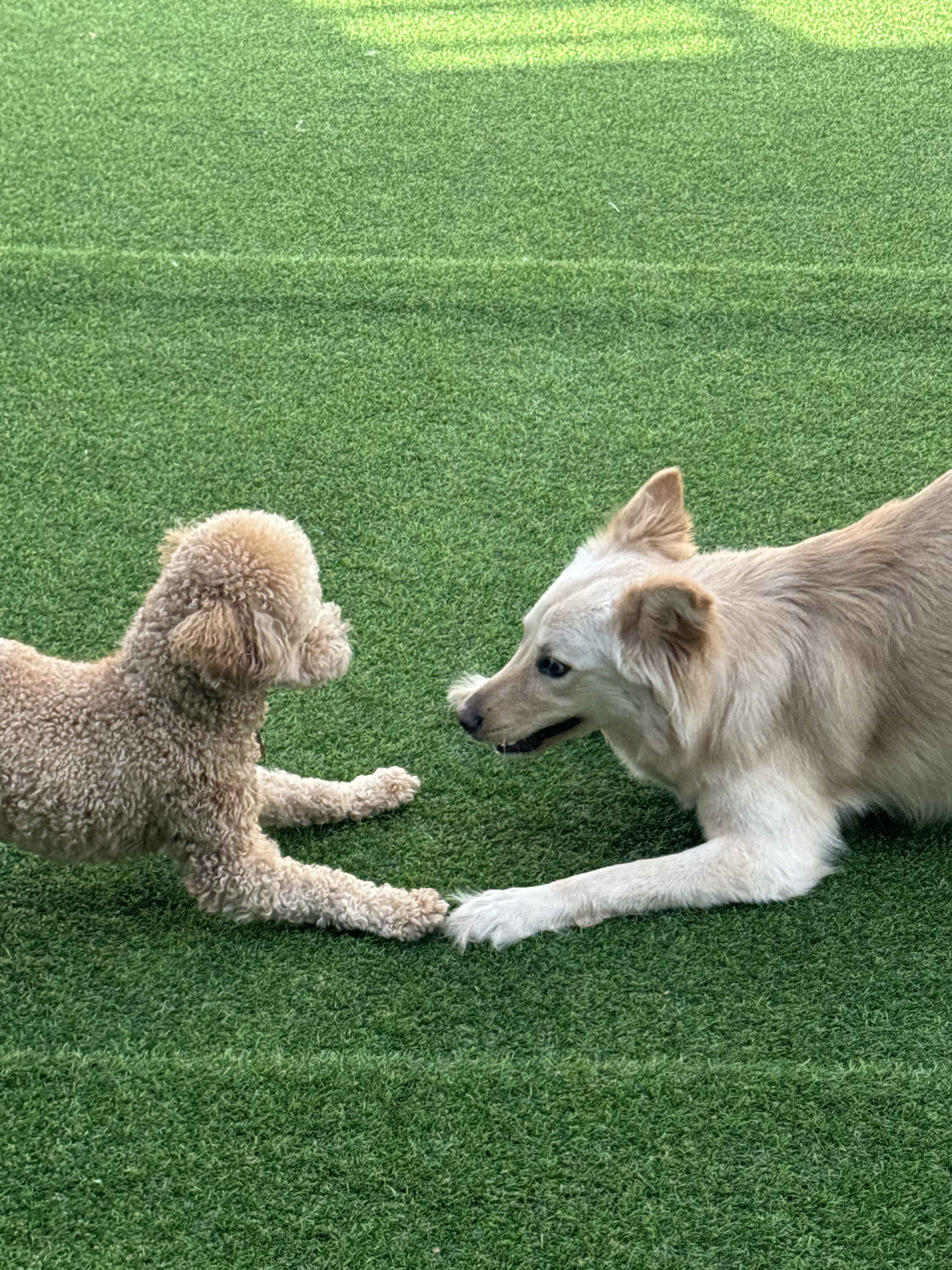 꼬리살랑 대표 이미지