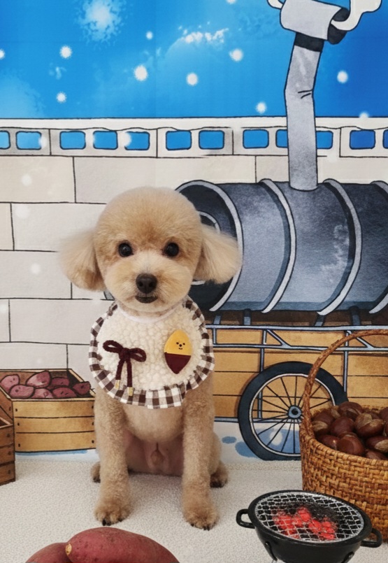 보노펫 대표 이미지