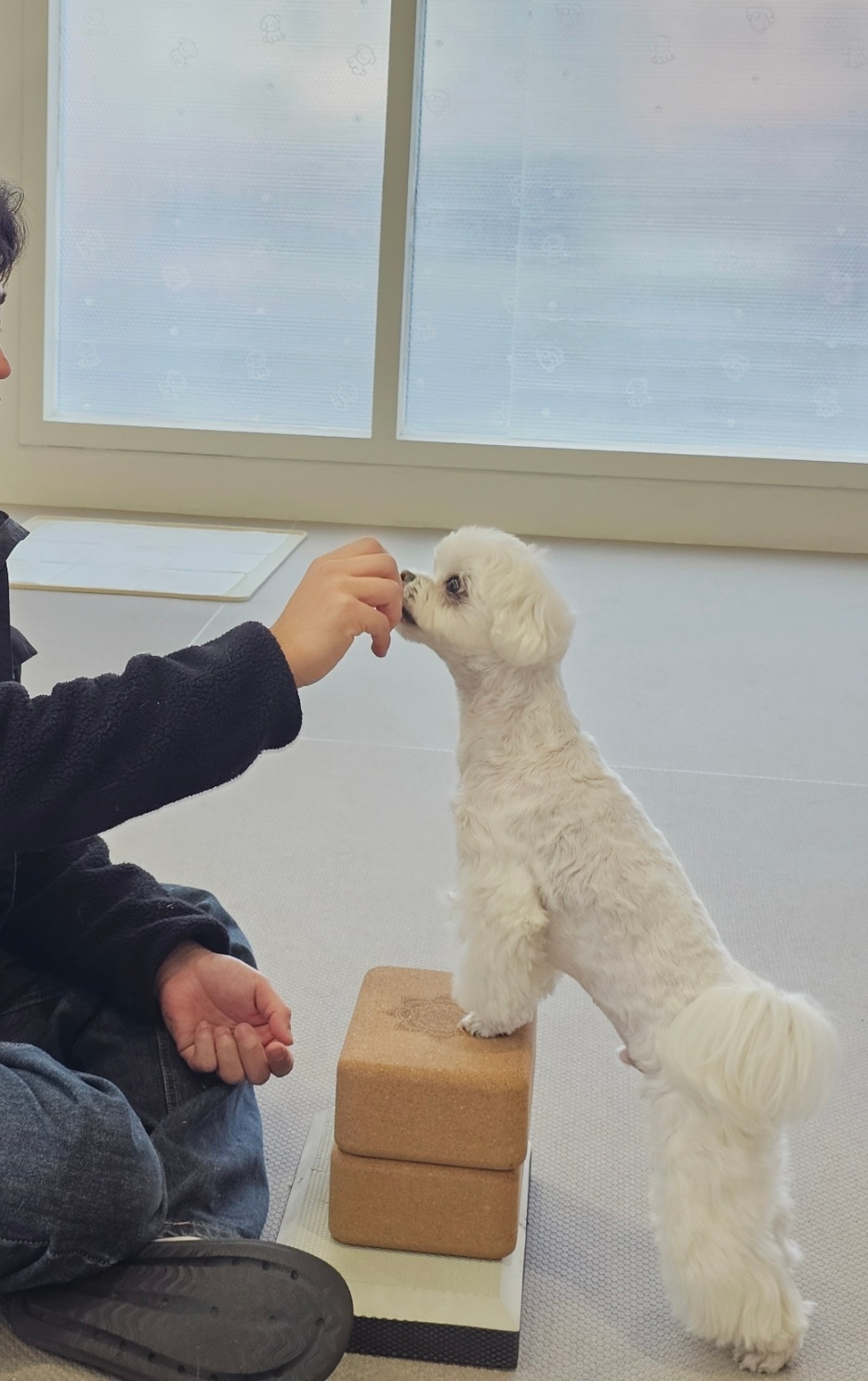 알프비 펫 밸런스 대표 이미지