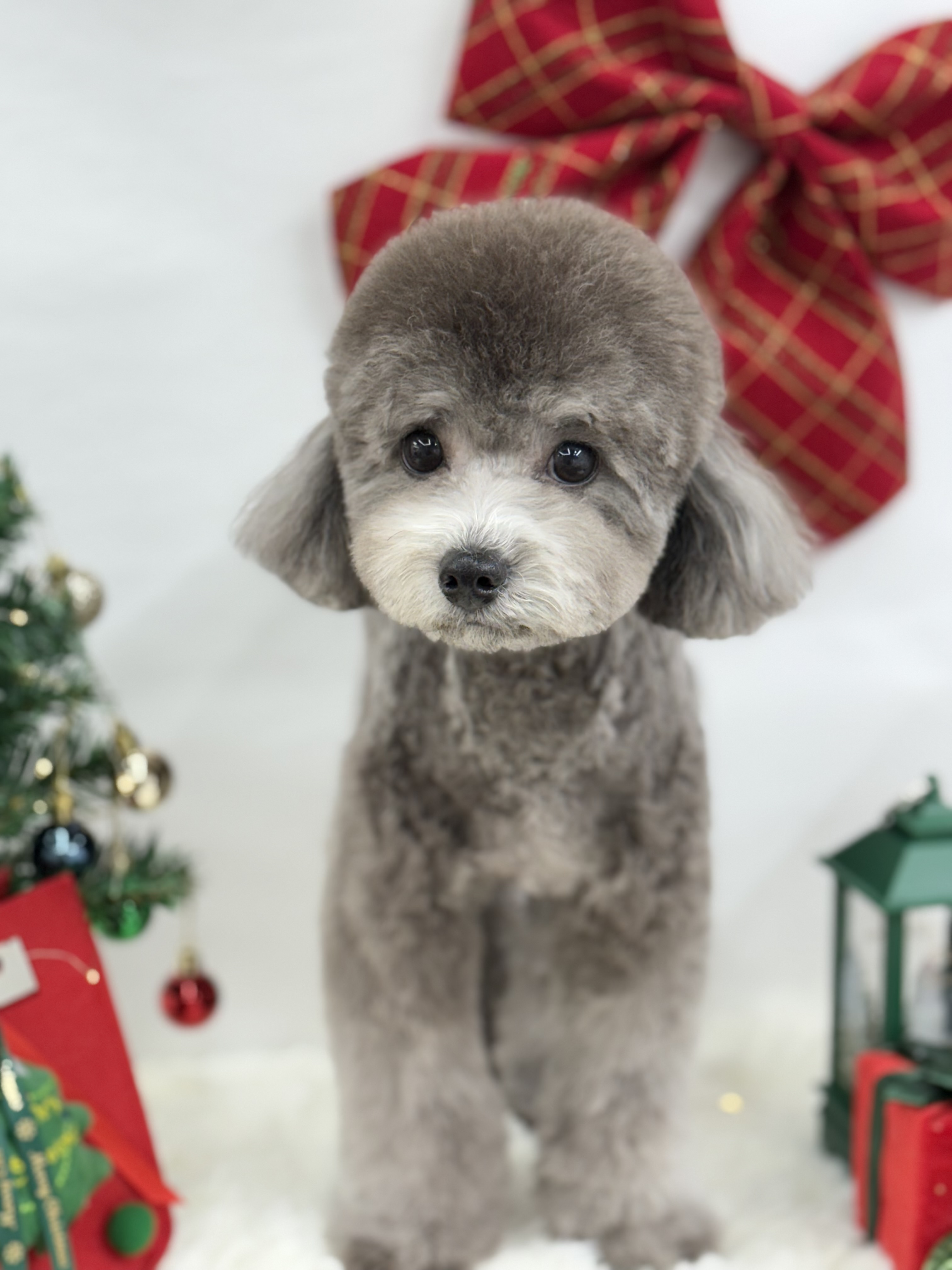 미코몽 대표 이미지