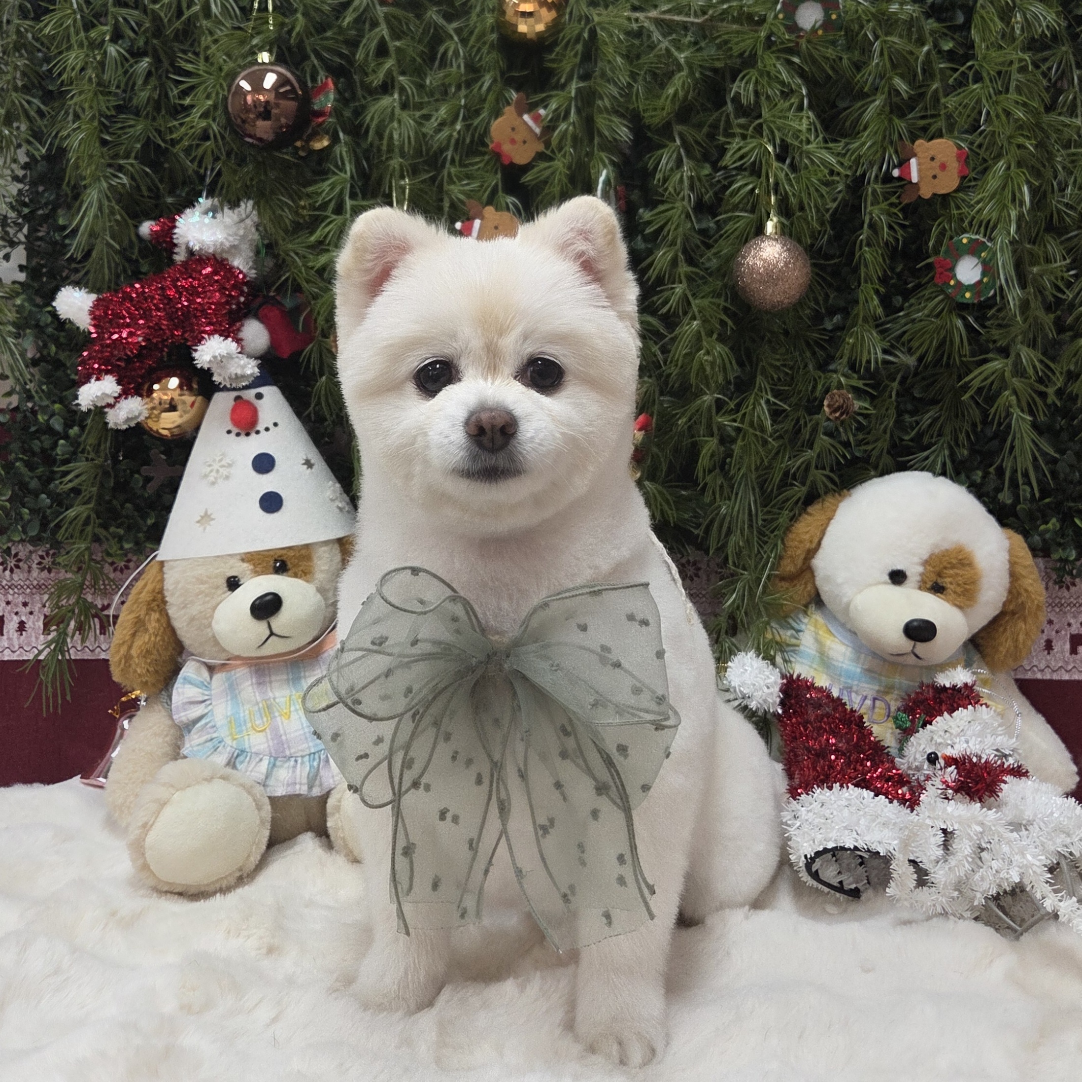 럽독 LUVDOG 대표 이미지