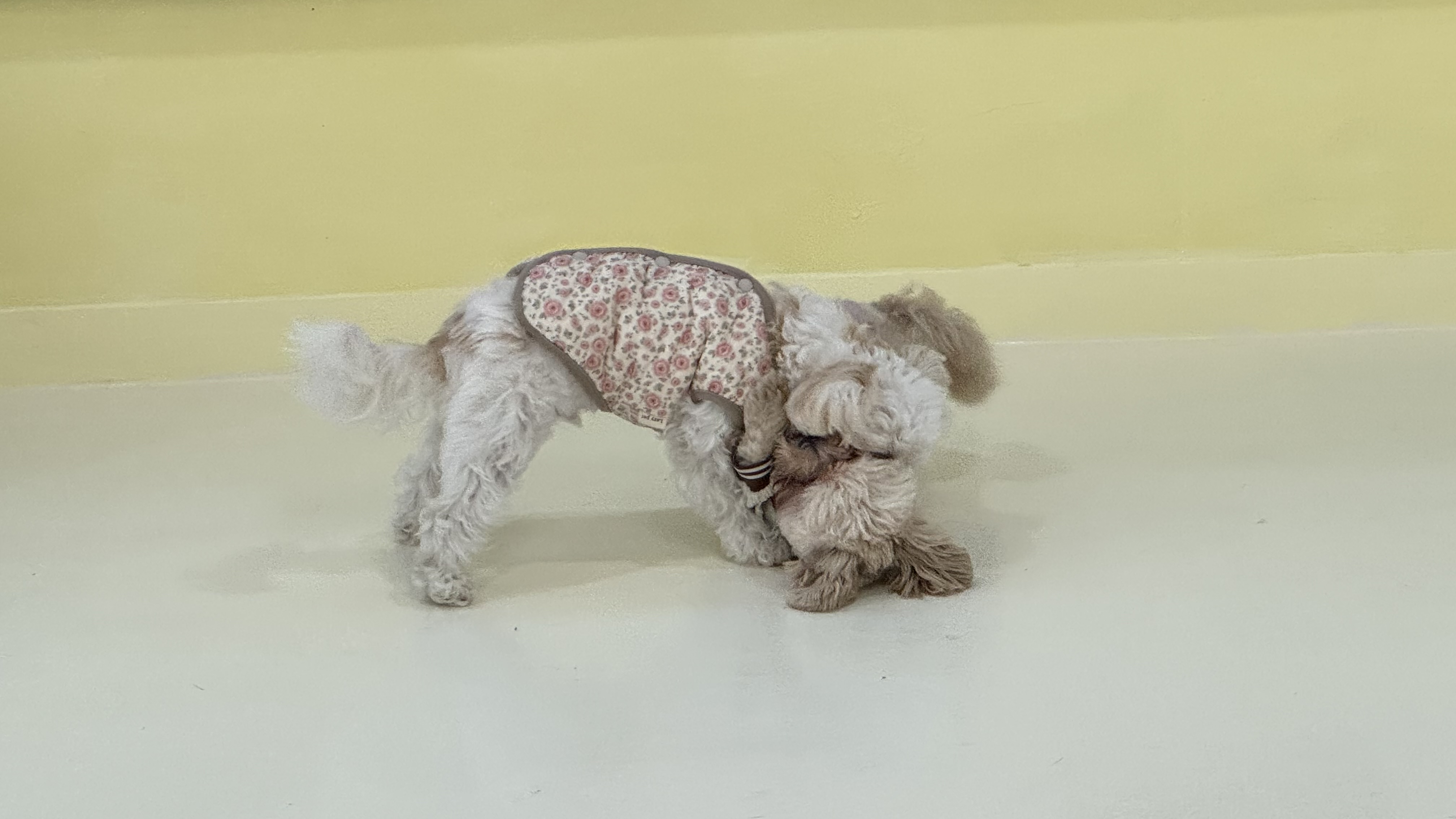 몽블리 애견카페 대표 이미지