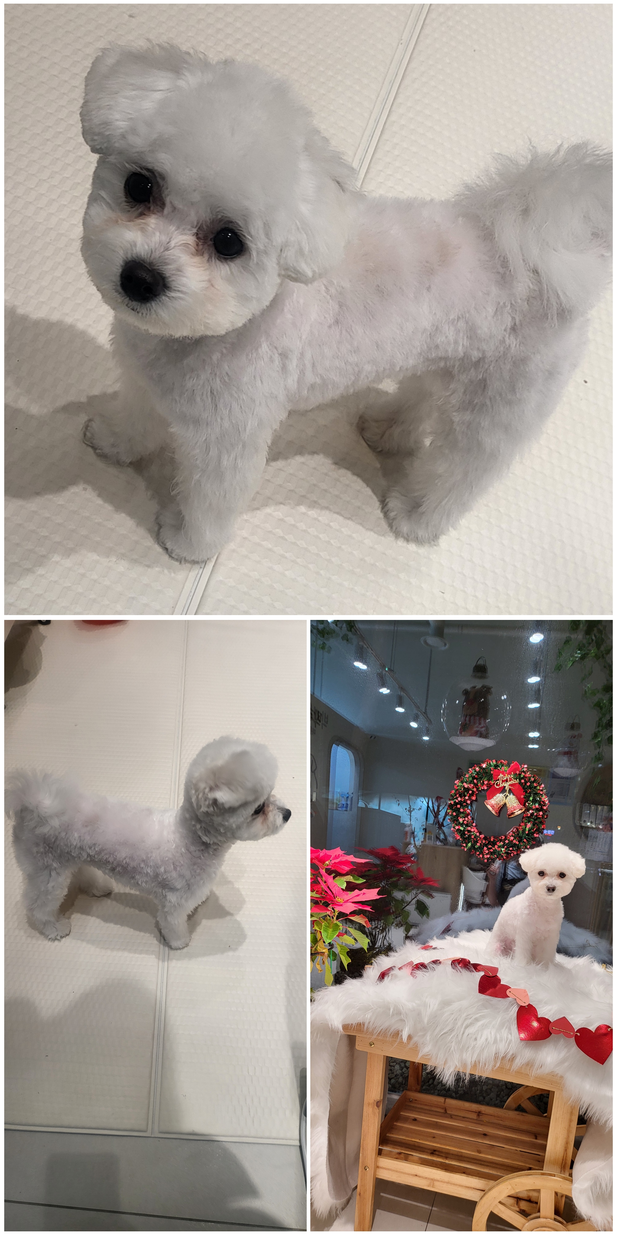 박지은펫살롱 대표 이미지