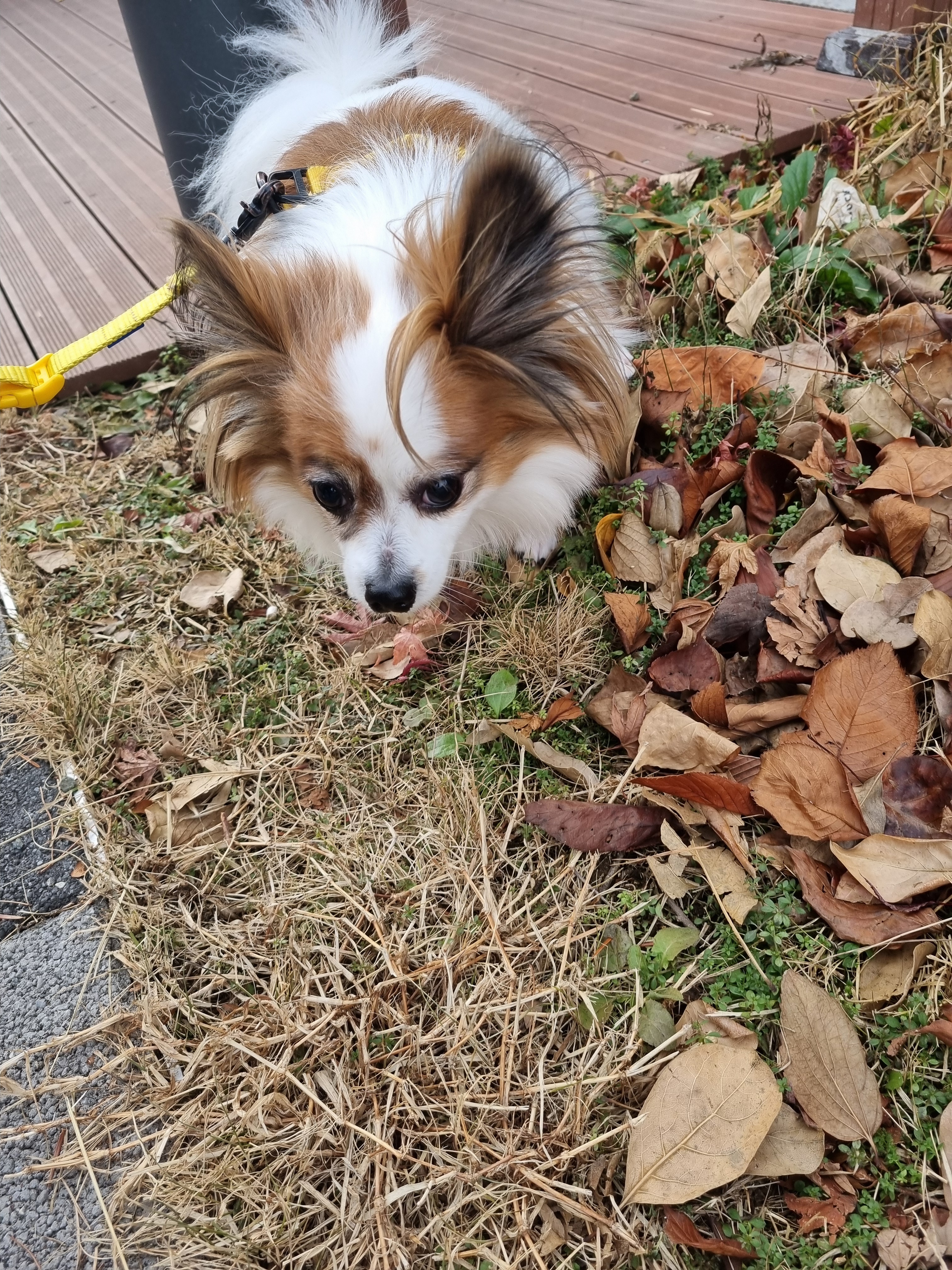 히플독 대표 이미지