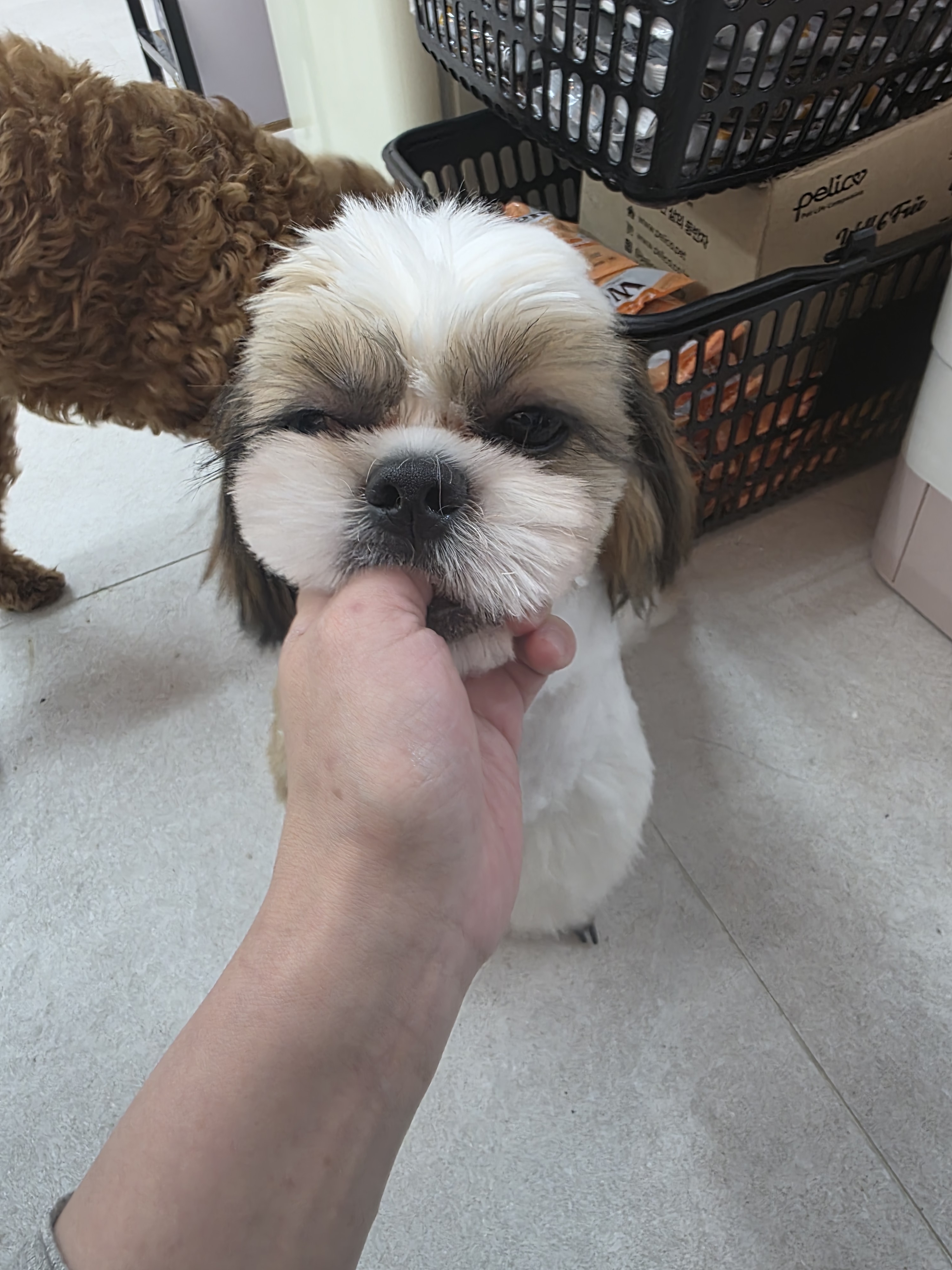 쁘띠렐라 대표 이미지