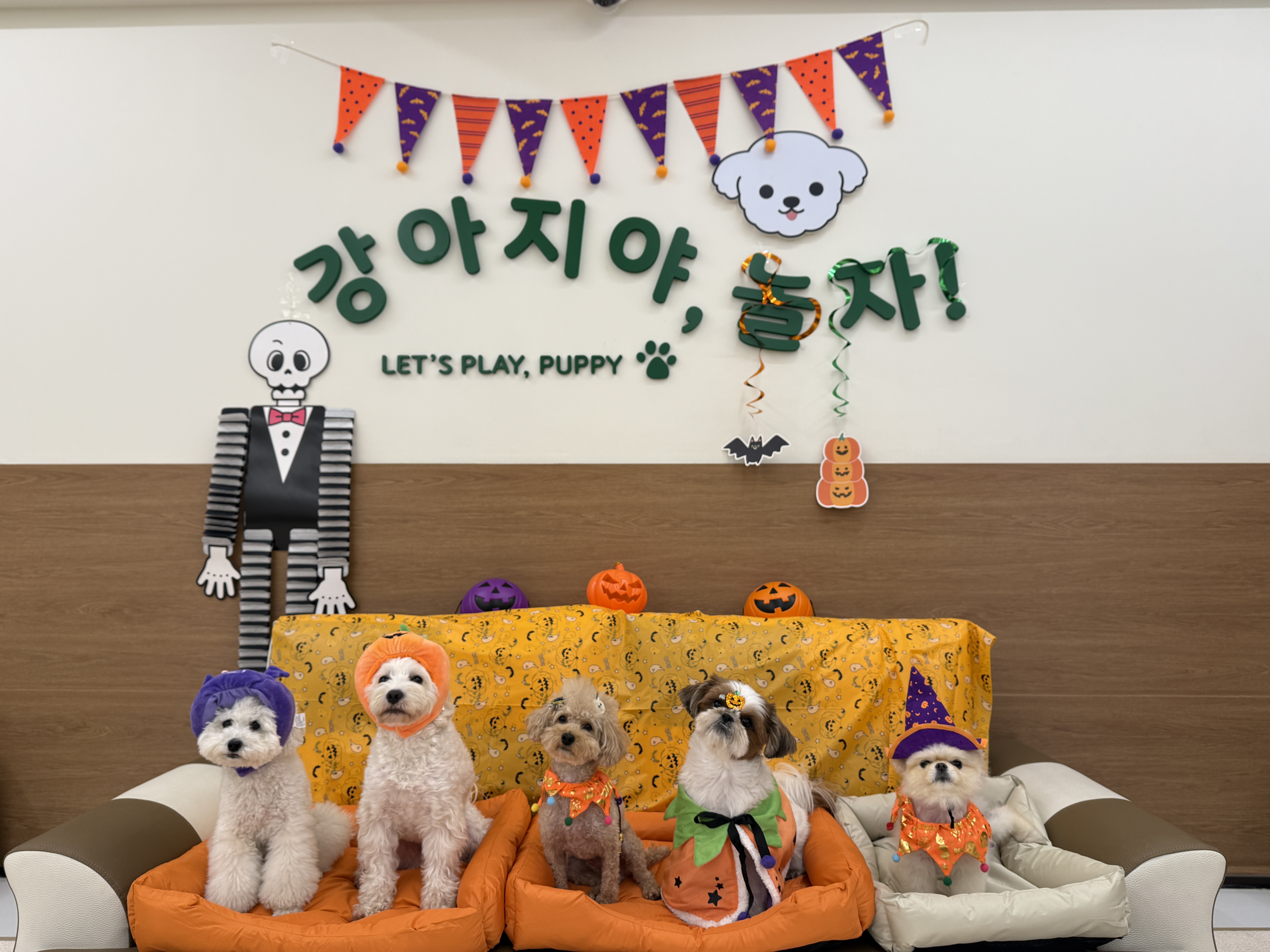 강아지야놀자 대표 이미지