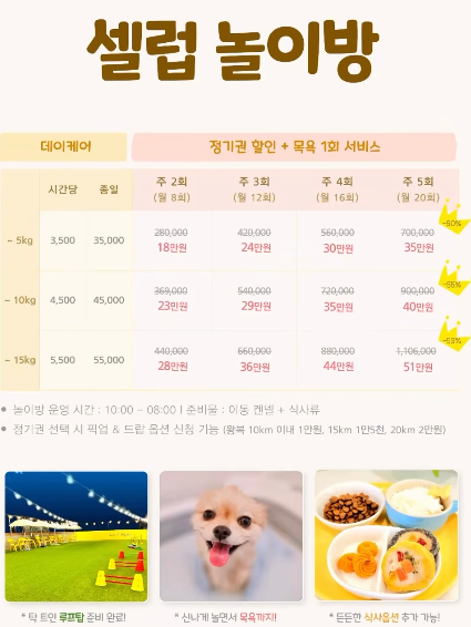 셀럽도기