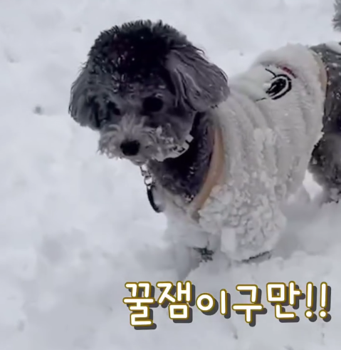 셀럽