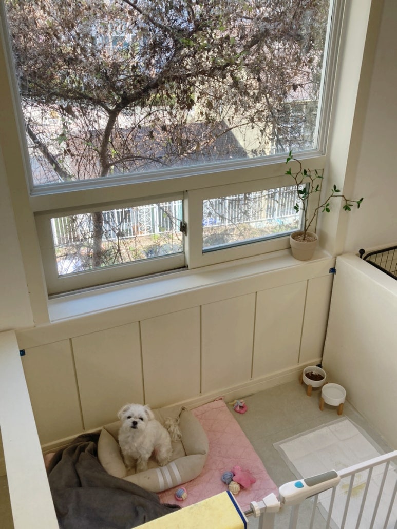 치즈 애견유치원&애견호텔 대표 이미지