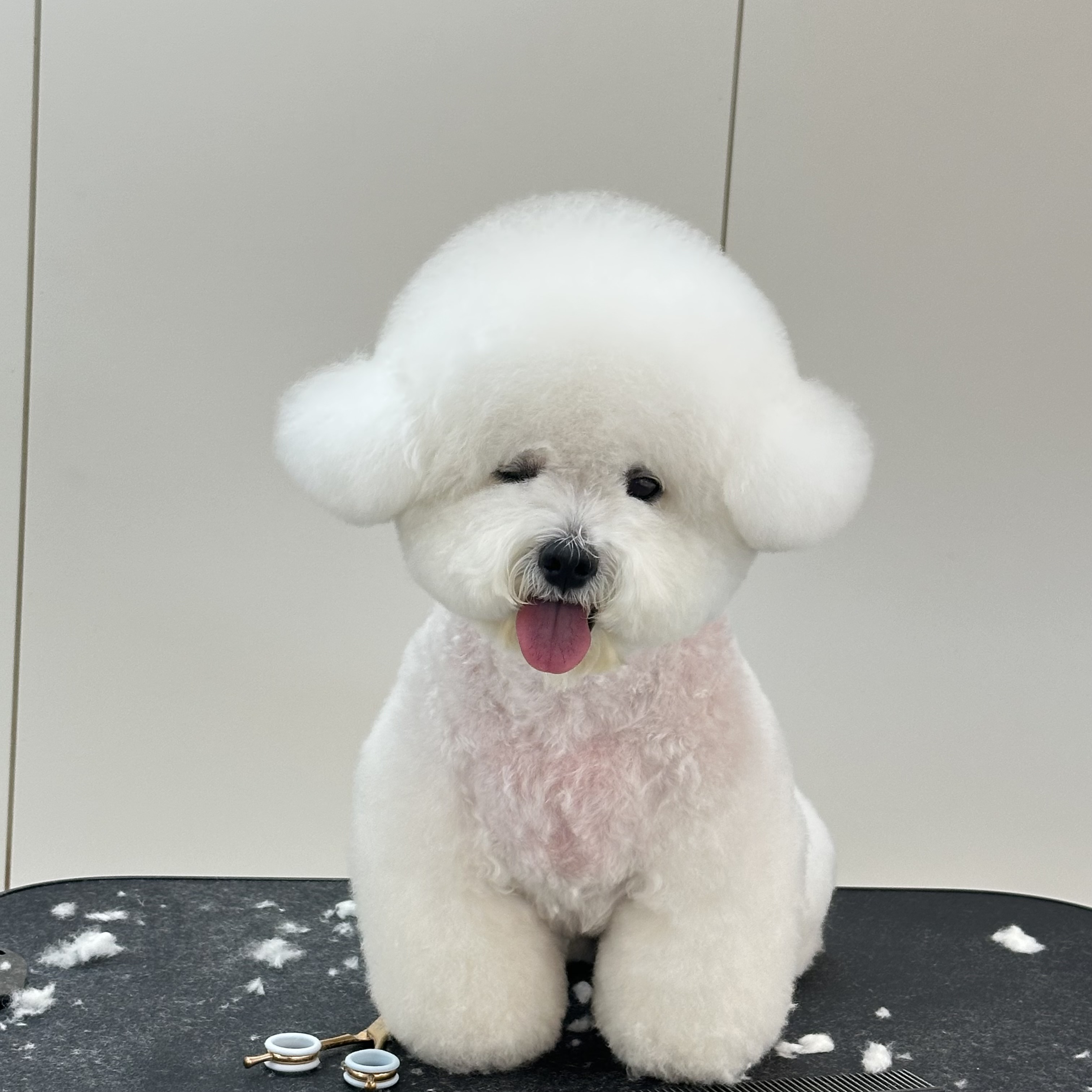 퍼피플레이스 대표 이미지