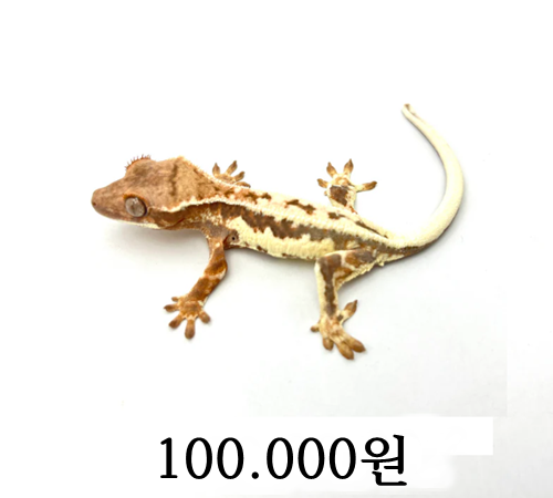 정글