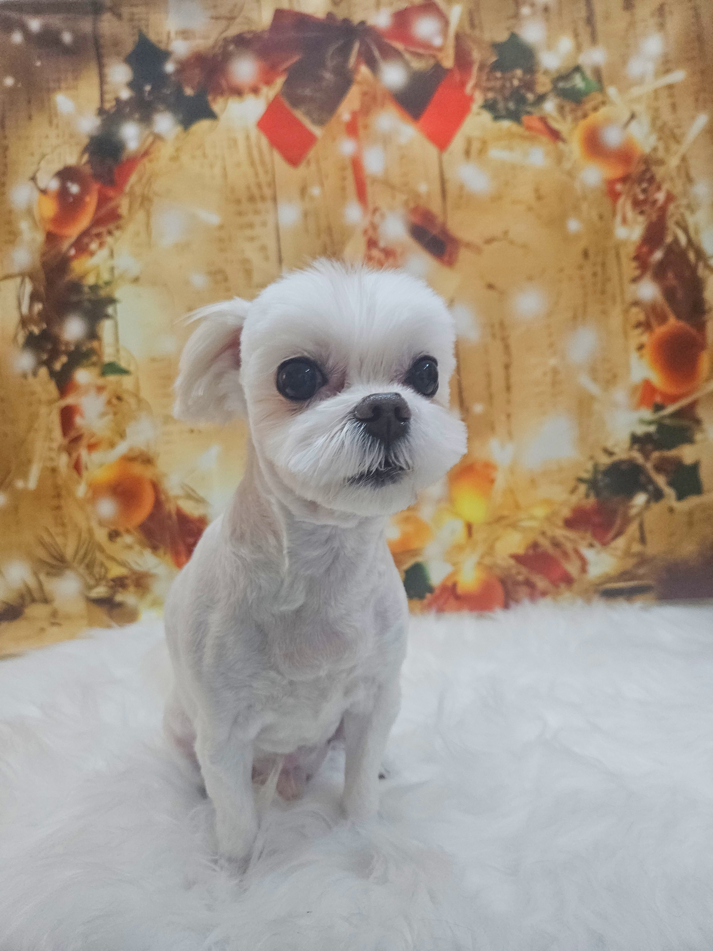 해피독 대표 이미지