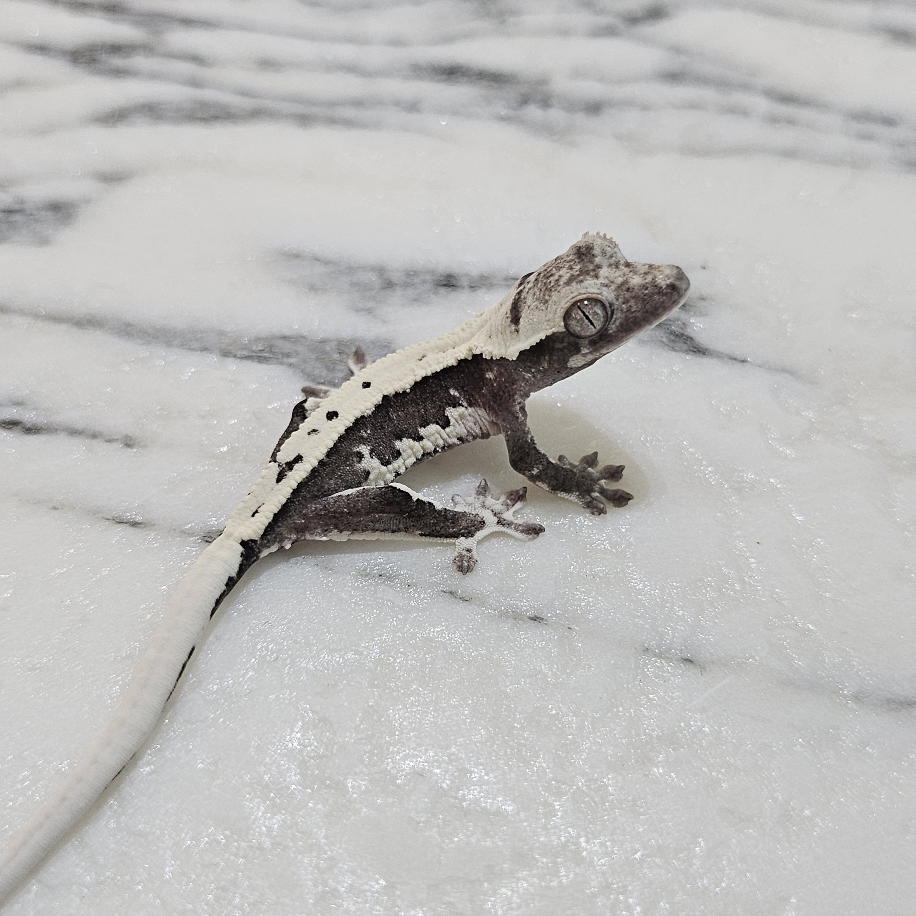 아임룻 대표 이미지