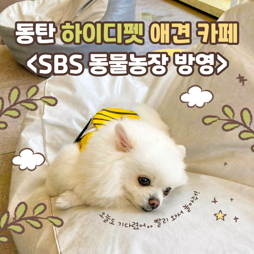 하이디펫