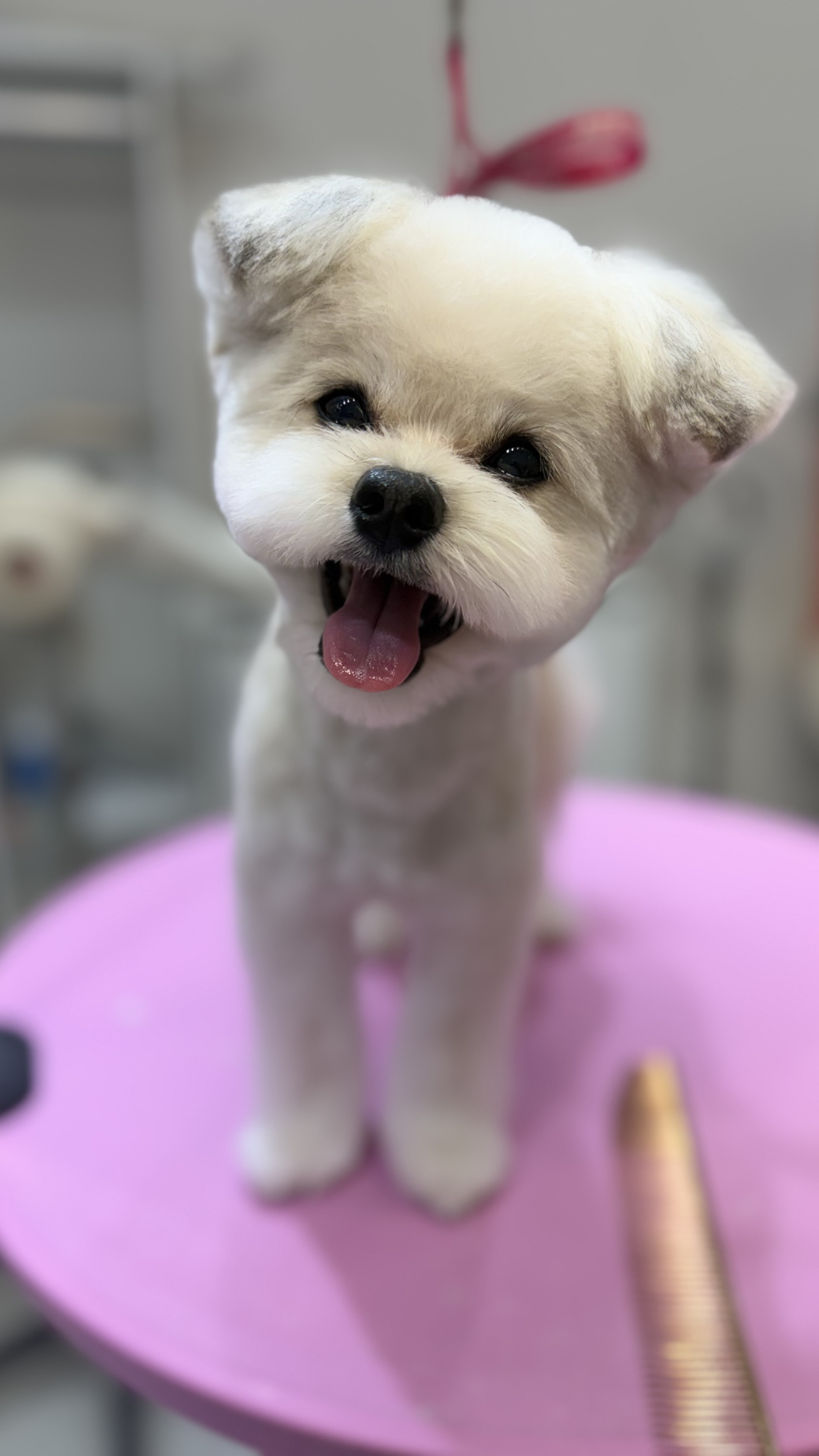 바오그루밍 대표 이미지