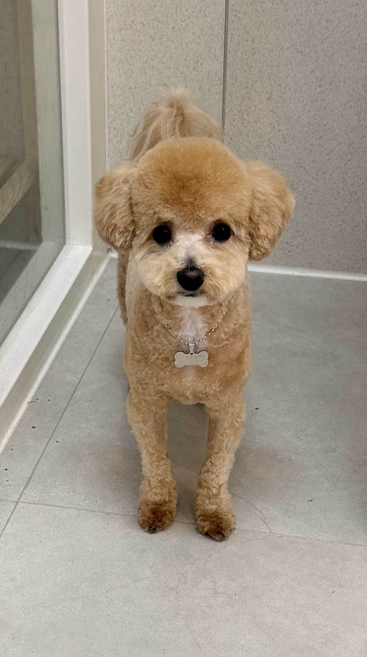 바오그루밍 대표 이미지