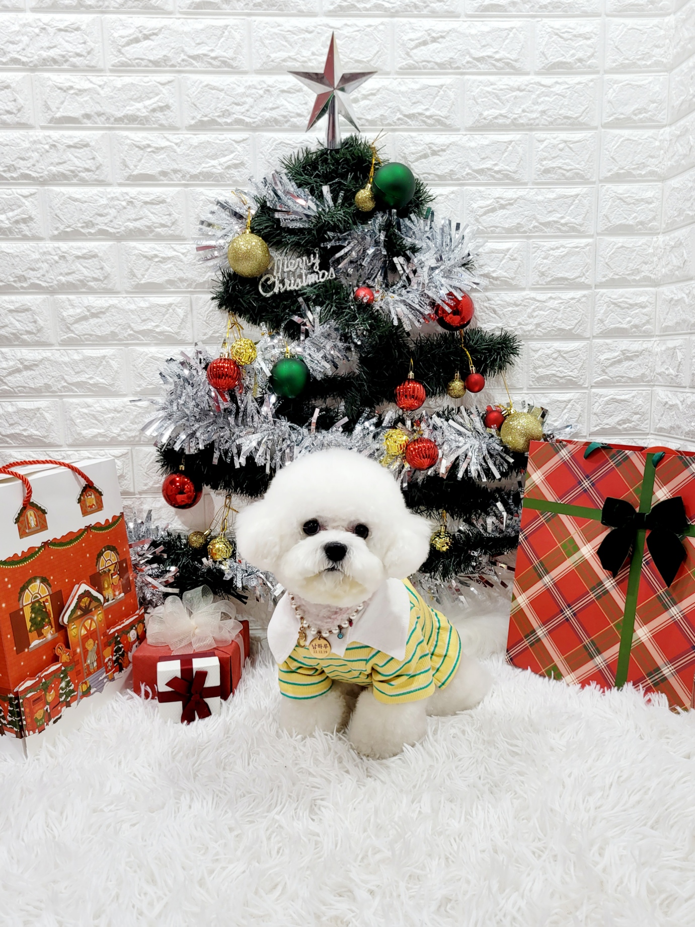 블링멍 픽업 애견미용실 대표 이미지