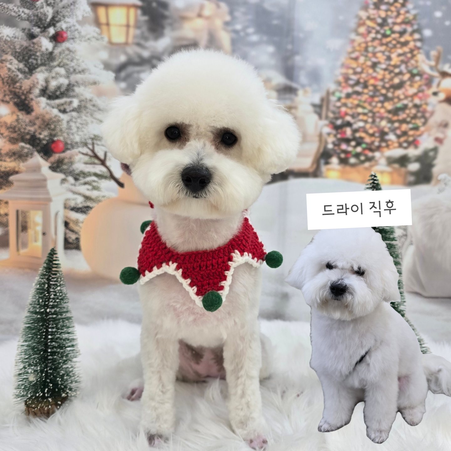 몽몽 대표 이미지
