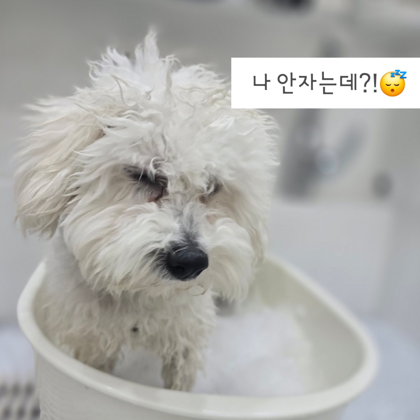 몽몽 대표 이미지