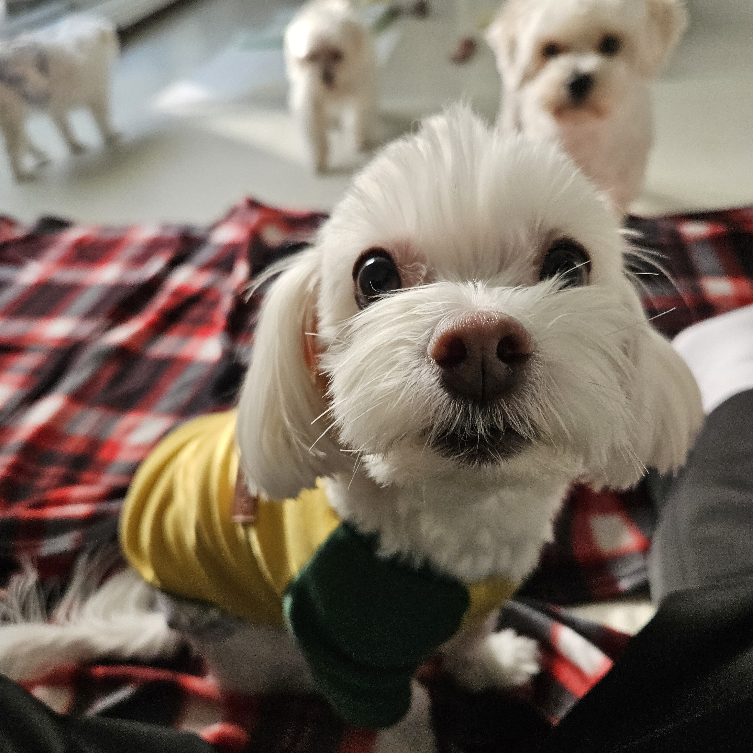 편안하개 애견호텔 이미지