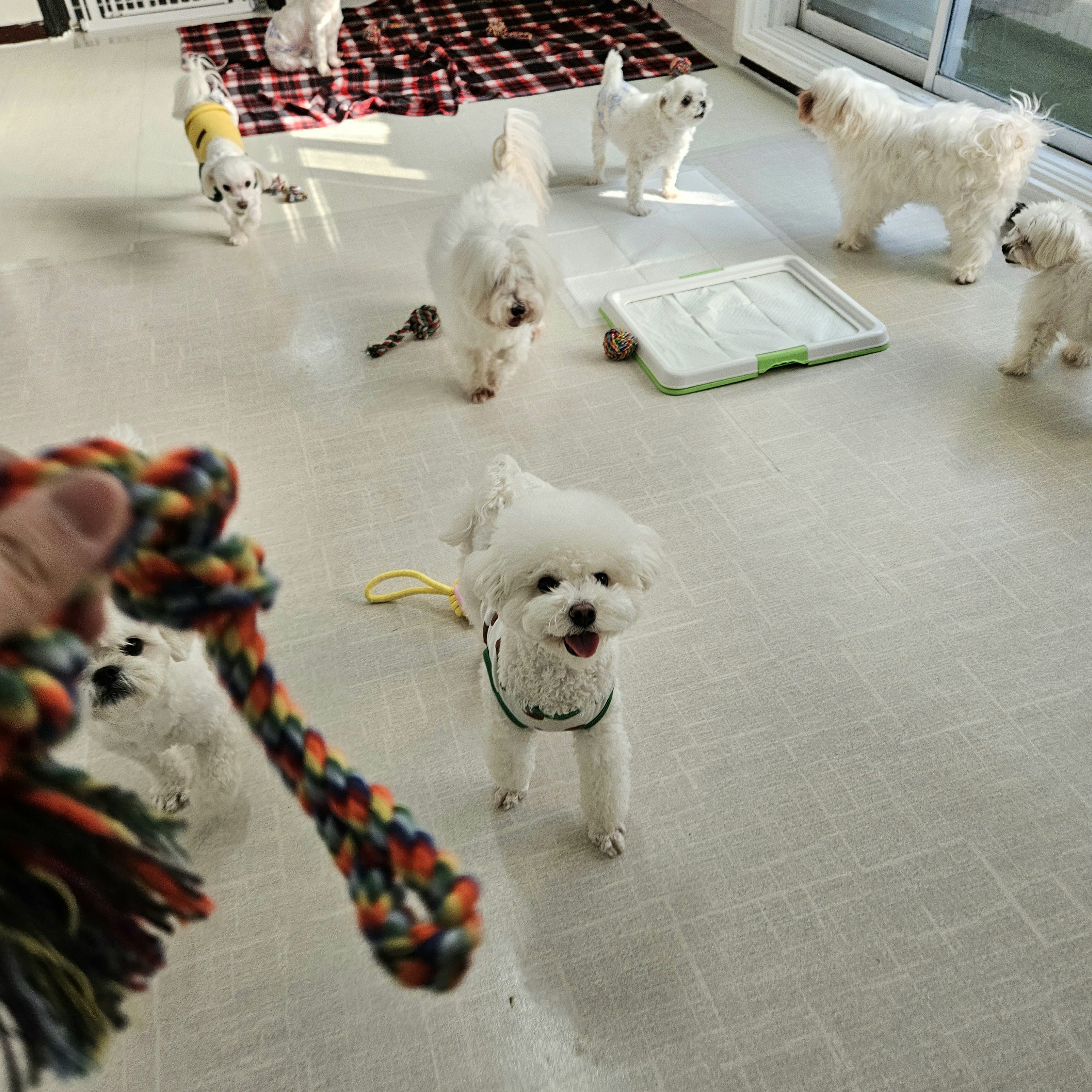 편안하개 대표 이미지