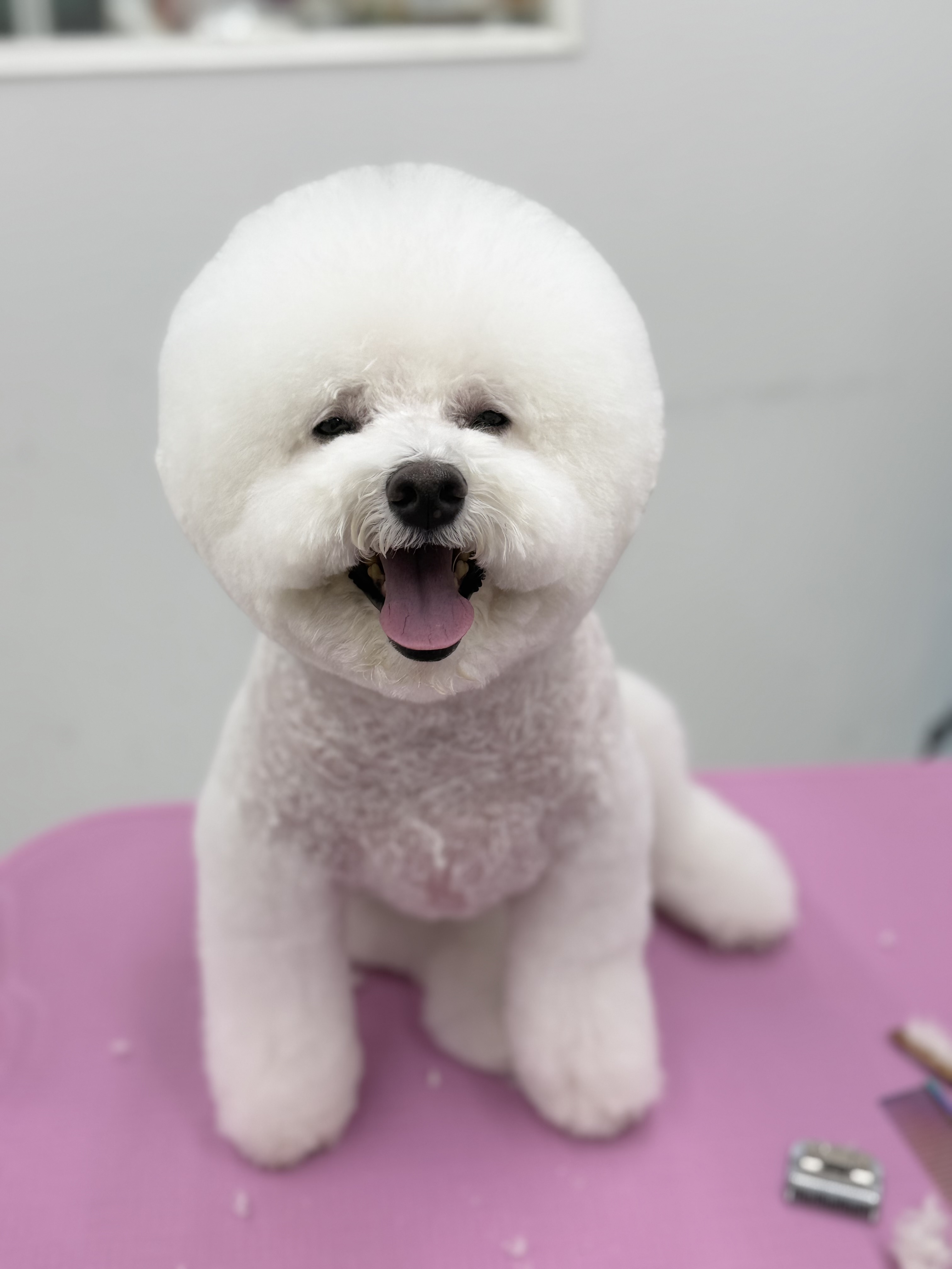 딩굴댕댕 대표 이미지