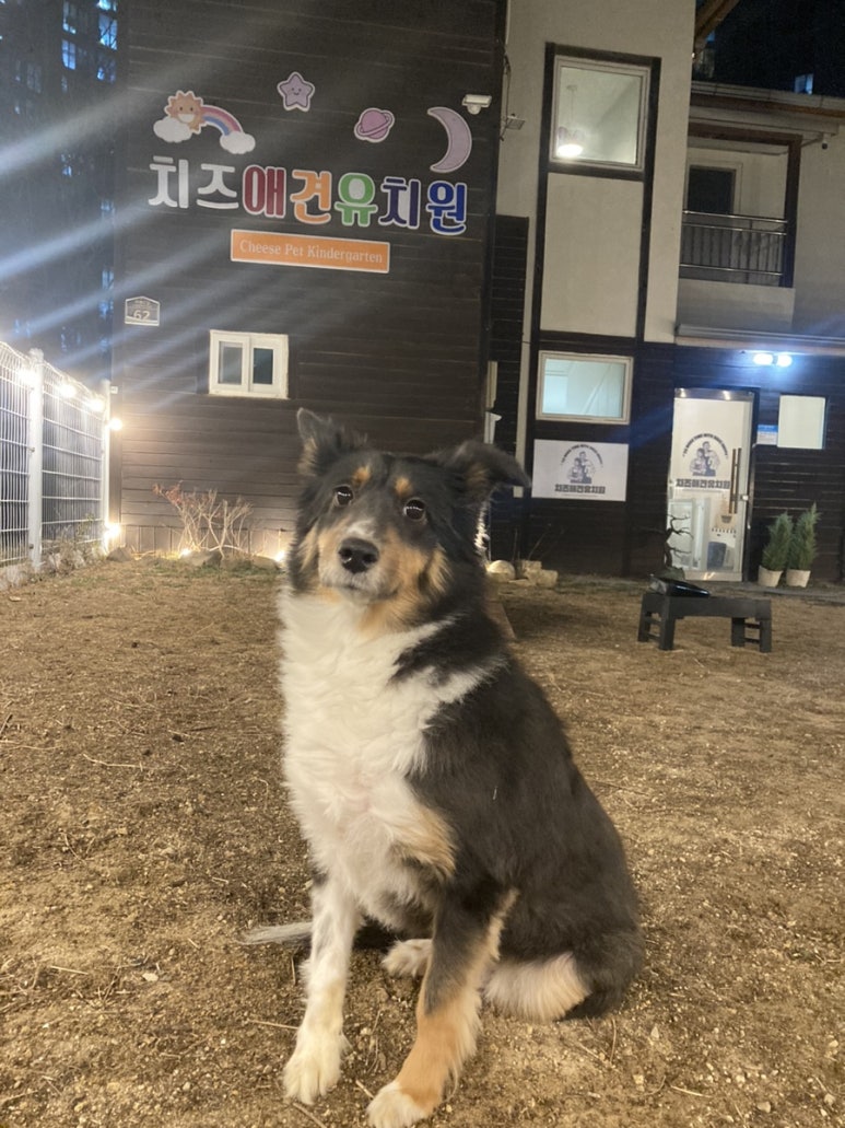 치즈 애견유치원 대표 이미지