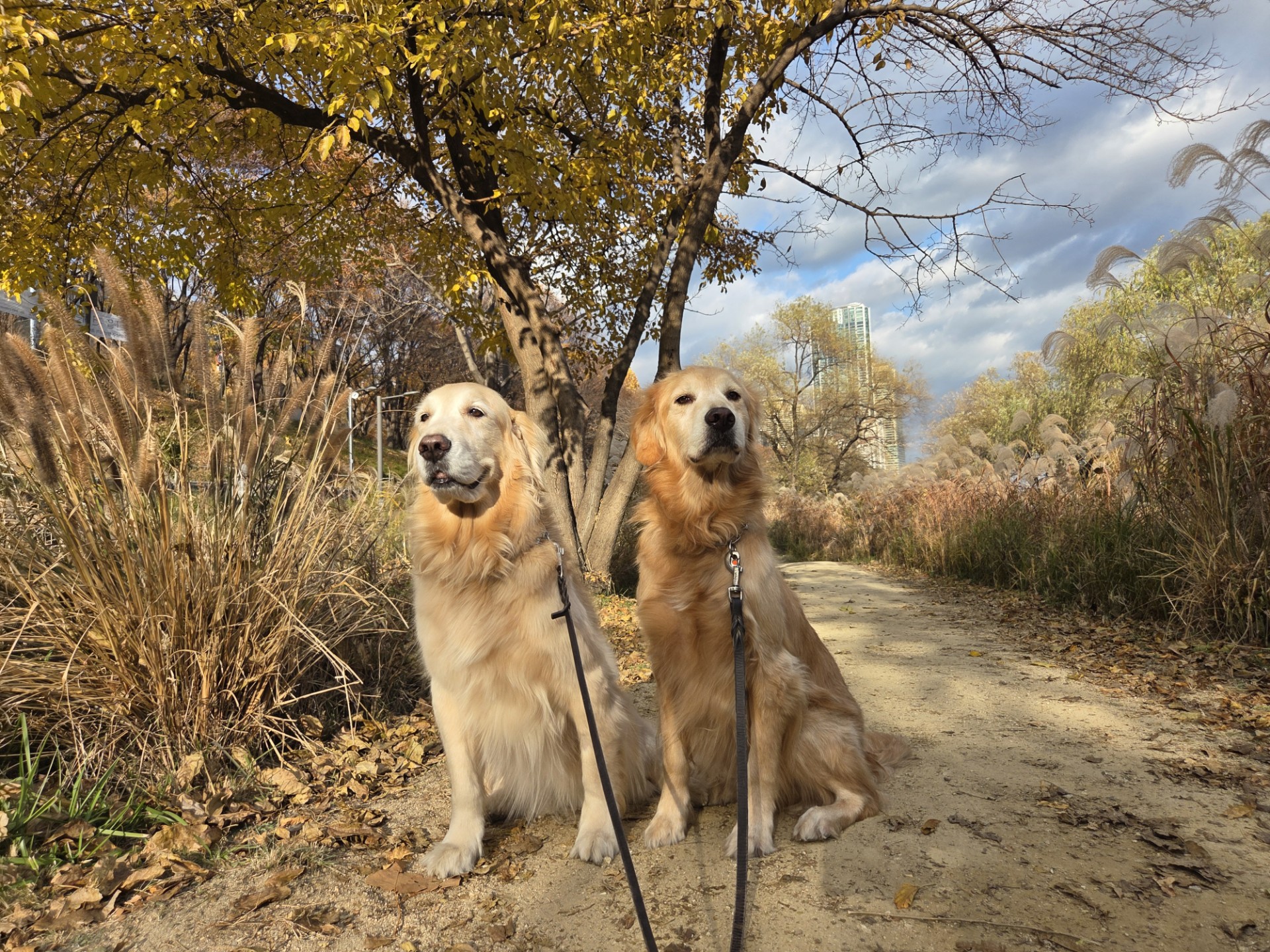 보위그 대표 이미지