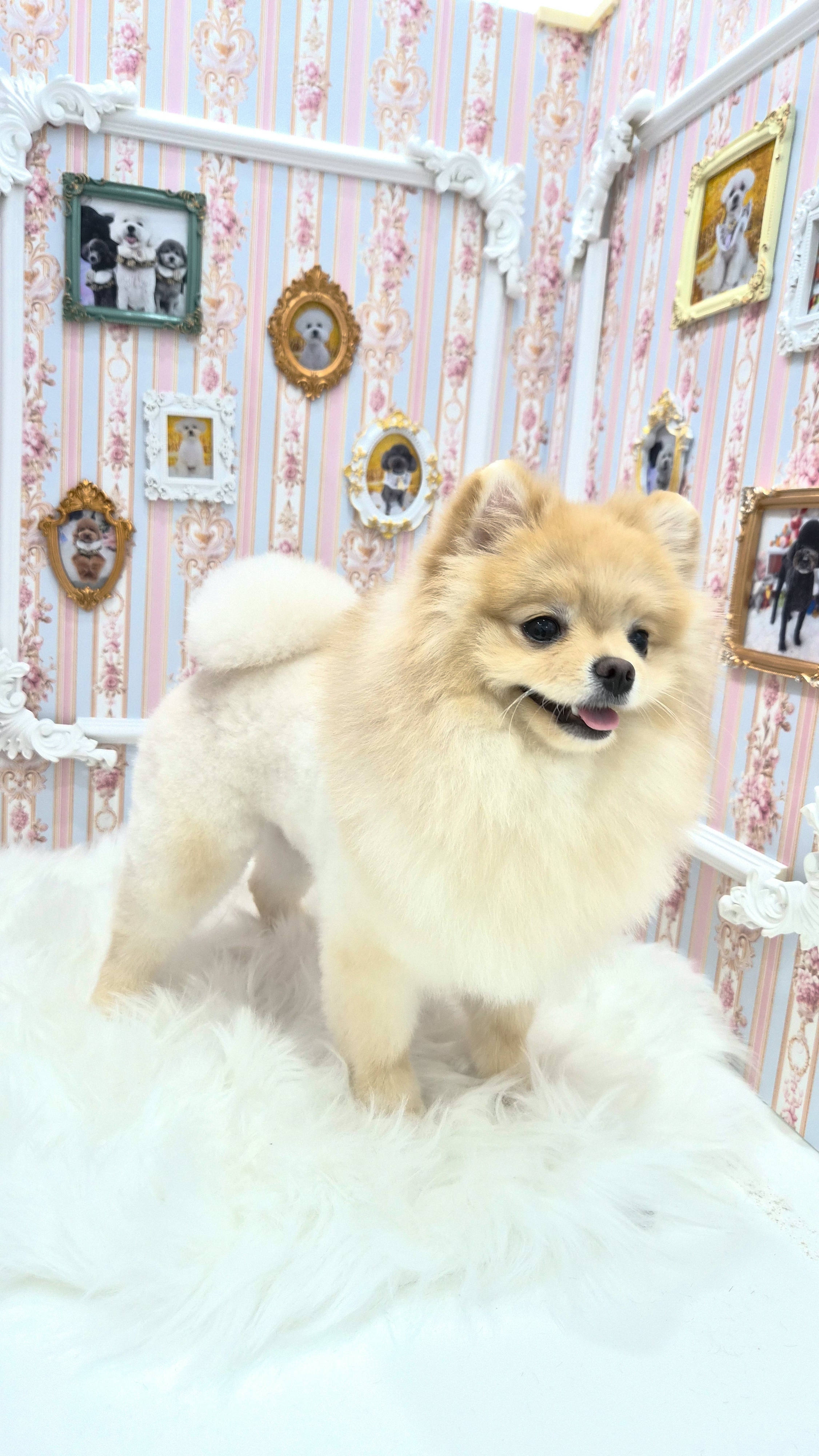 해피 오브 트리밍 대표 이미지